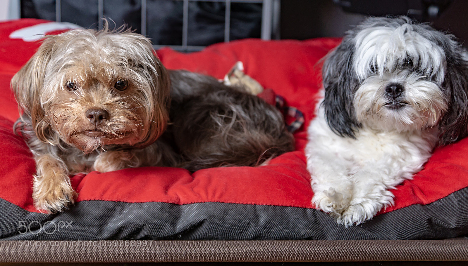 Sony ILCA-77M2 sample photo. Double trouble  photography