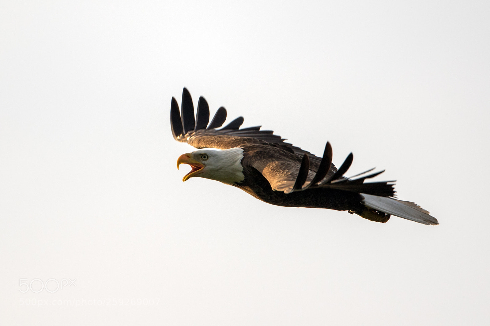 Canon EOS 7D Mark II sample photo. Evening flight photography