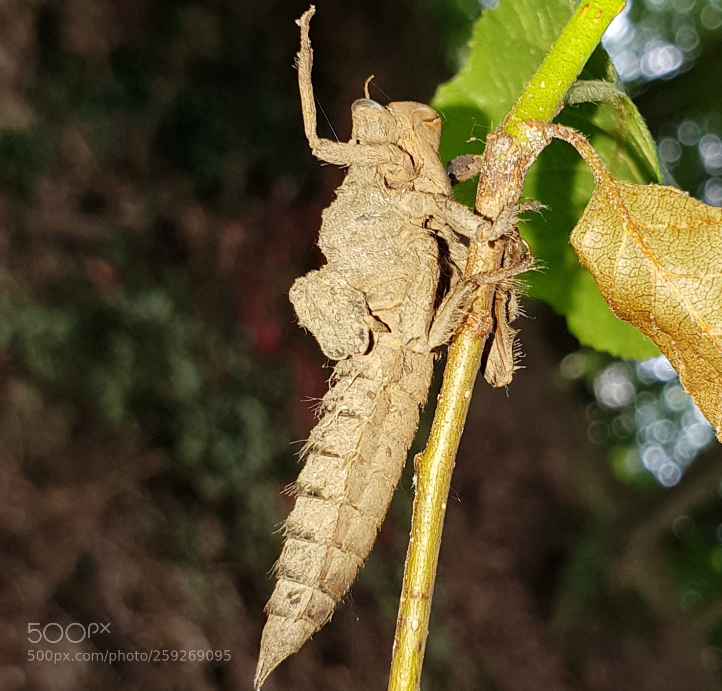 Samsung Galaxy S9+ sample photo. Untitled photography