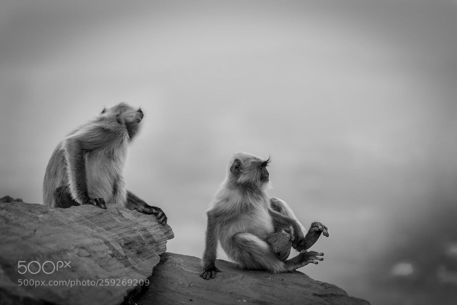 Nikon D750 sample photo. Monkey business photography