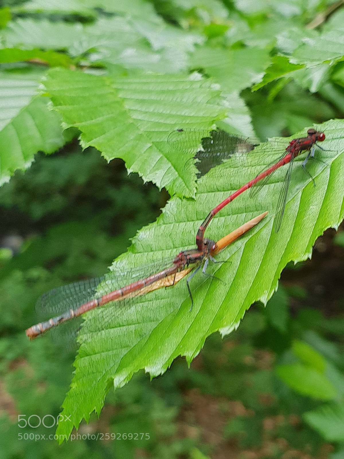 Samsung Galaxy S9+ sample photo. Untitled photography
