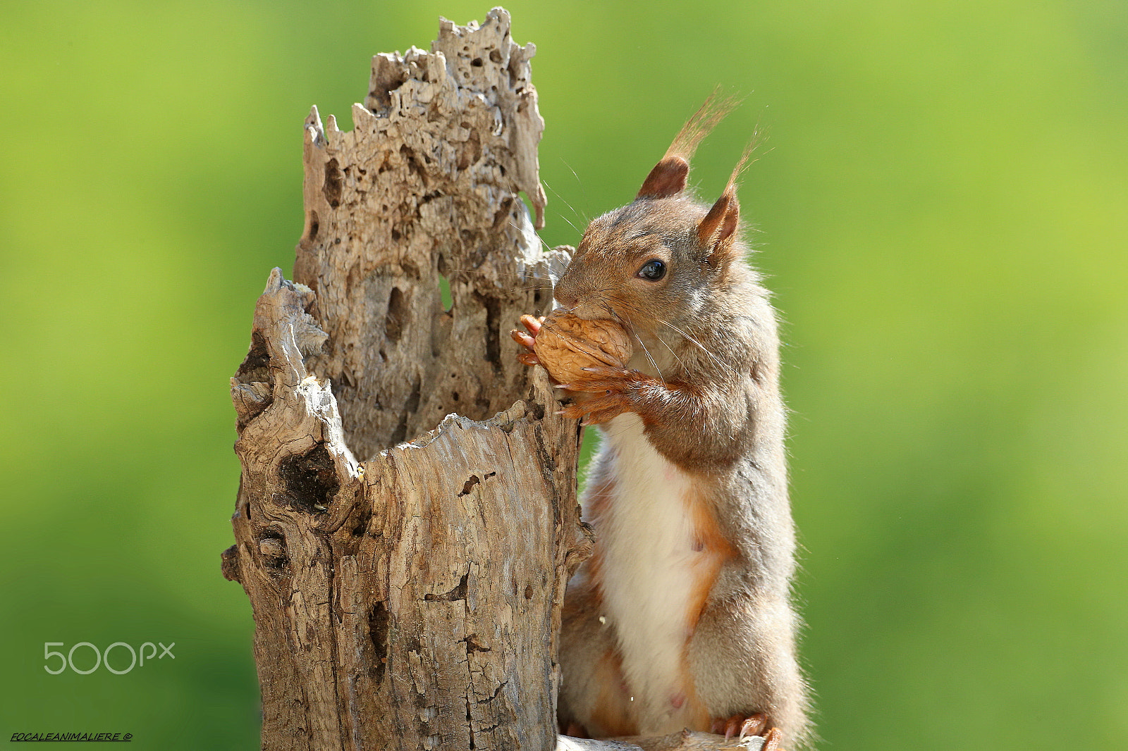 Canon EF 500mm F4L IS USM sample photo. Focaleanimaliere © photography