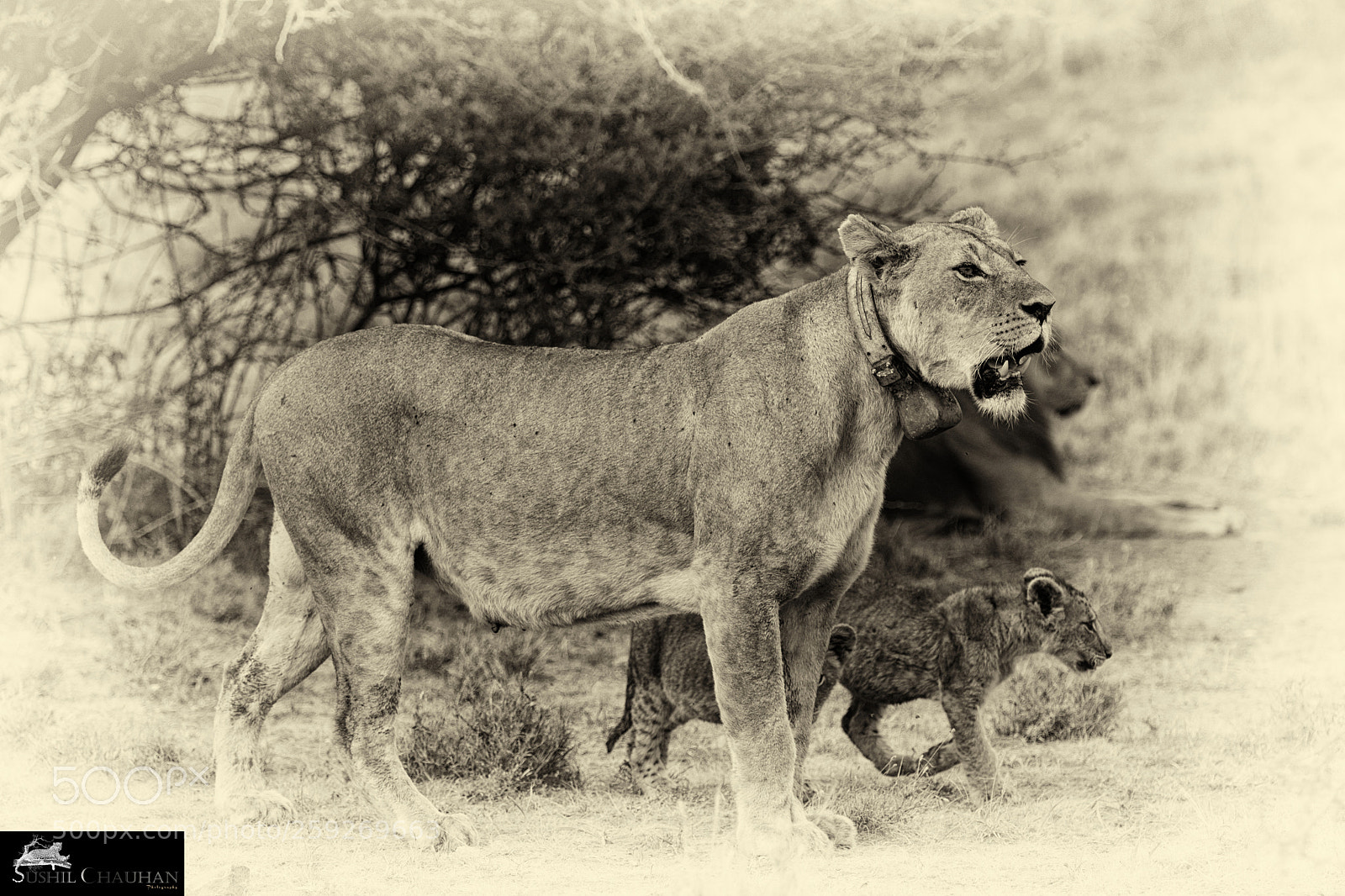 Nikon D7100 sample photo. Queen athi - family photography