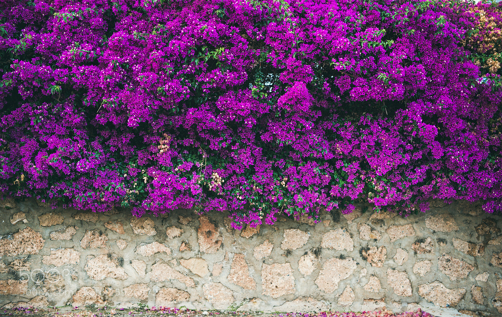 Nikon D610 sample photo. Wall covered with purple photography