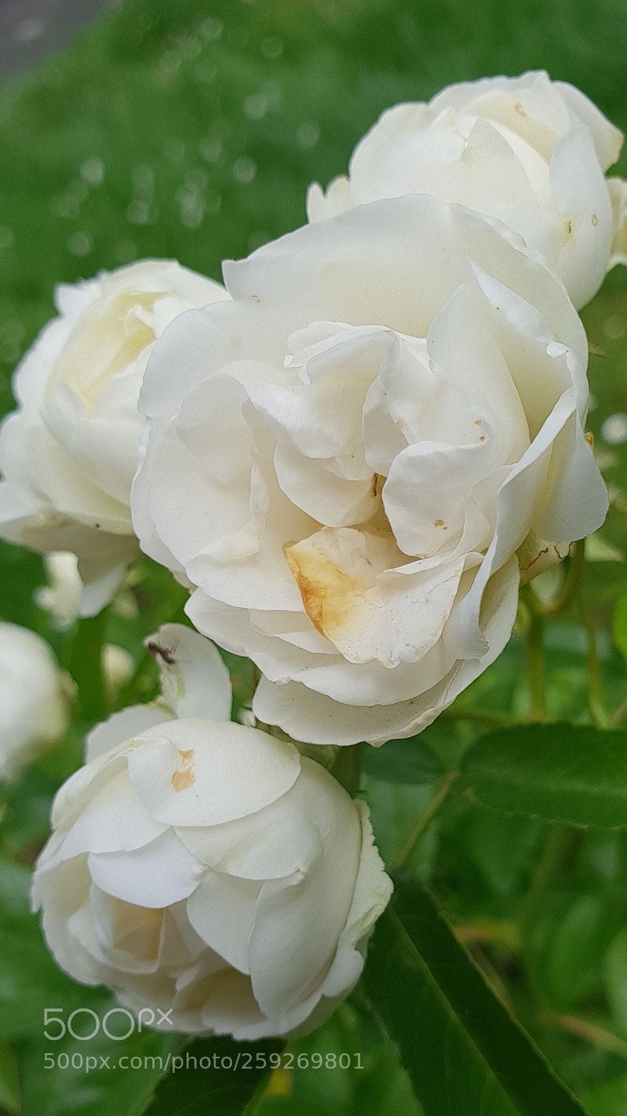 Samsung Galaxy S9+ sample photo. Untitled photography