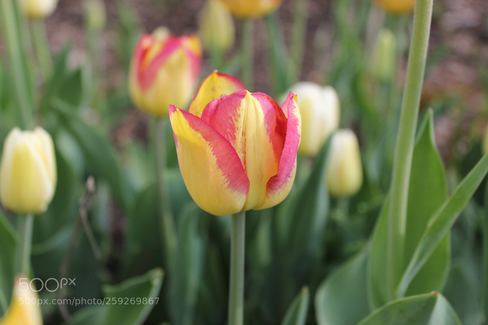 Canon EOS 550D (EOS Rebel T2i / EOS Kiss X4) sample photo. Tulips edward's gardens toronto photography