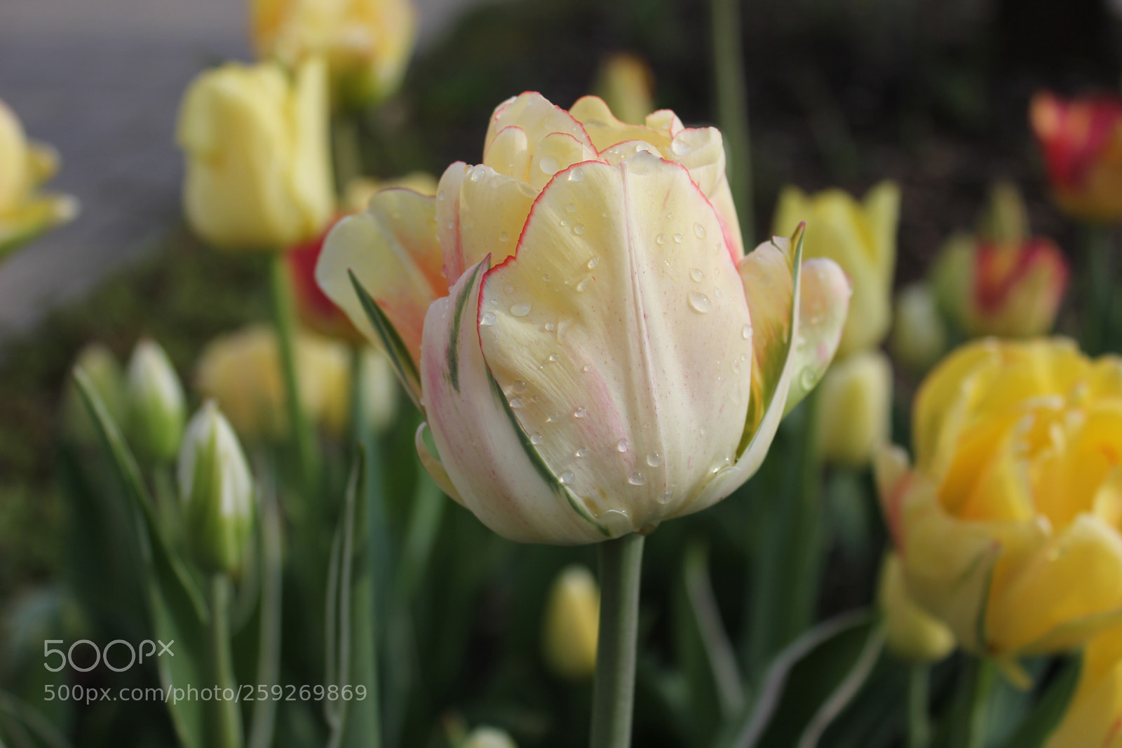 Canon EOS 550D (EOS Rebel T2i / EOS Kiss X4) sample photo. Tulips edward's gardens toronto photography