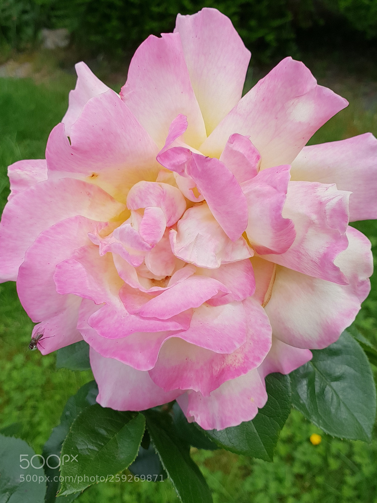 Samsung Galaxy S9+ sample photo. Untitled photography