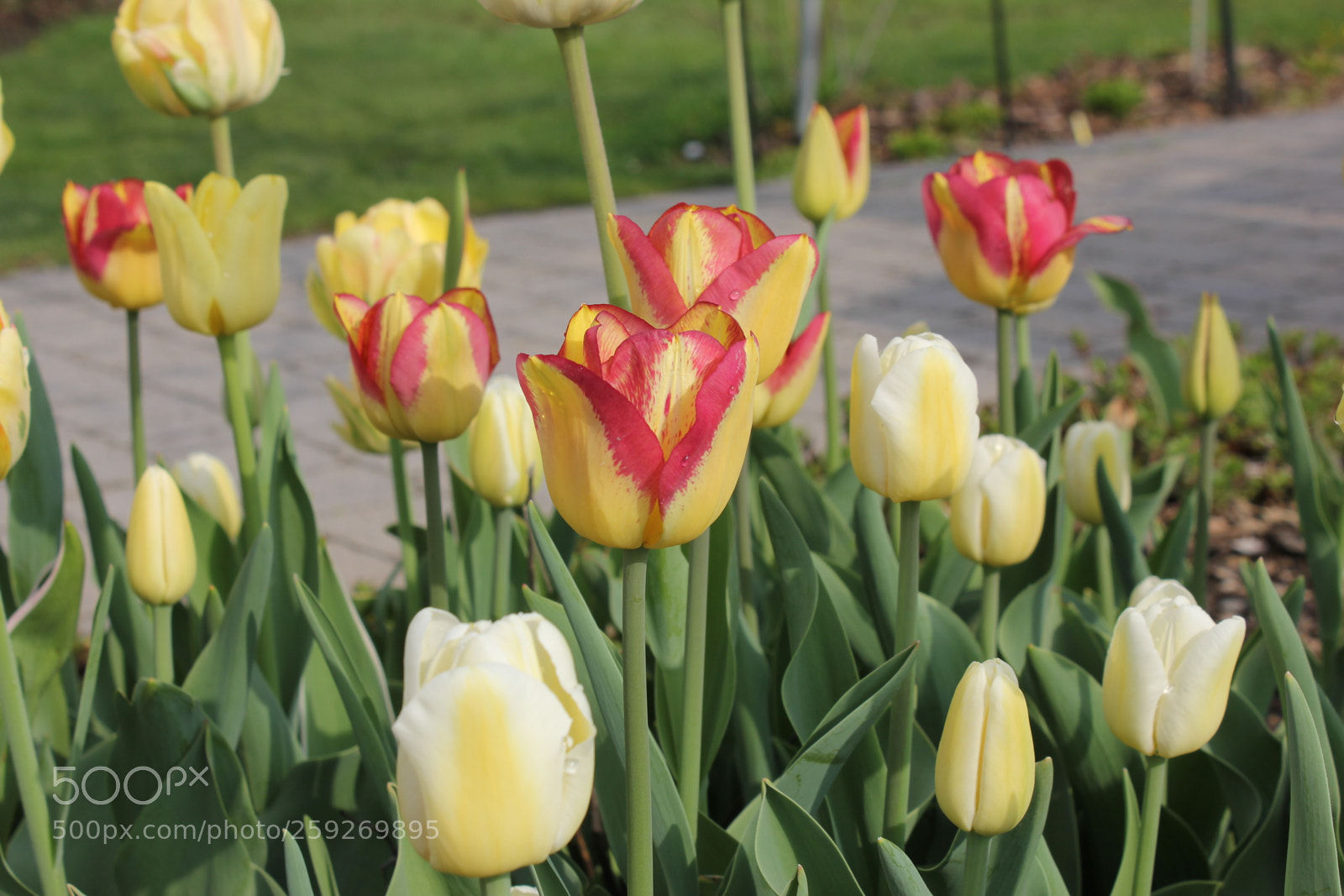Canon EOS 550D (EOS Rebel T2i / EOS Kiss X4) sample photo. Tulips edward's gardens toronto photography