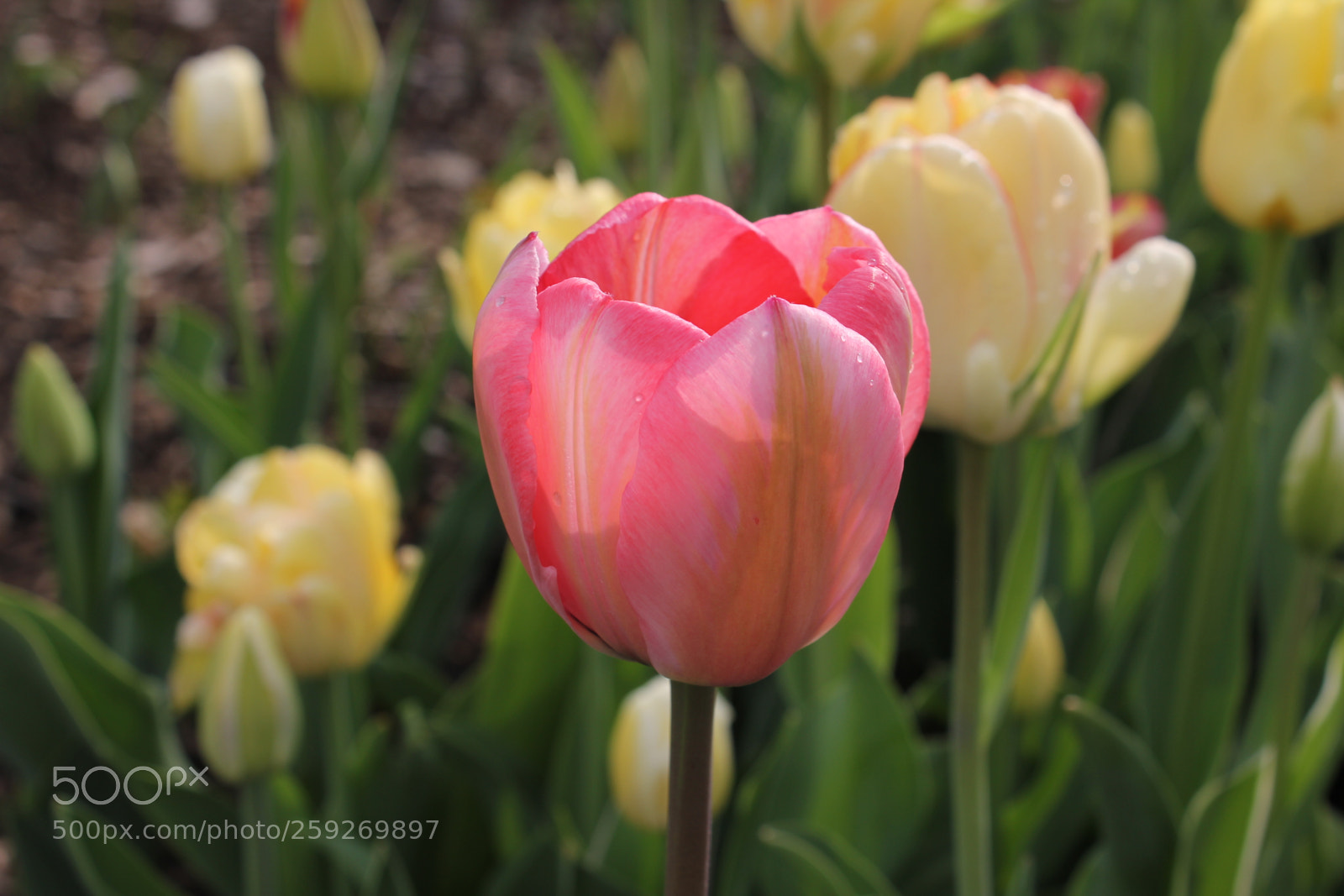 Canon EOS 550D (EOS Rebel T2i / EOS Kiss X4) sample photo. Tulips edward's gardens toronto photography