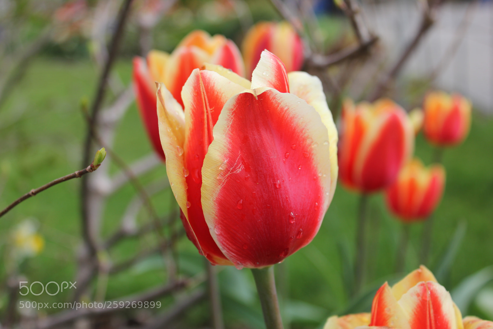 Canon EOS 550D (EOS Rebel T2i / EOS Kiss X4) sample photo. Tulips edward's gardens toronto photography