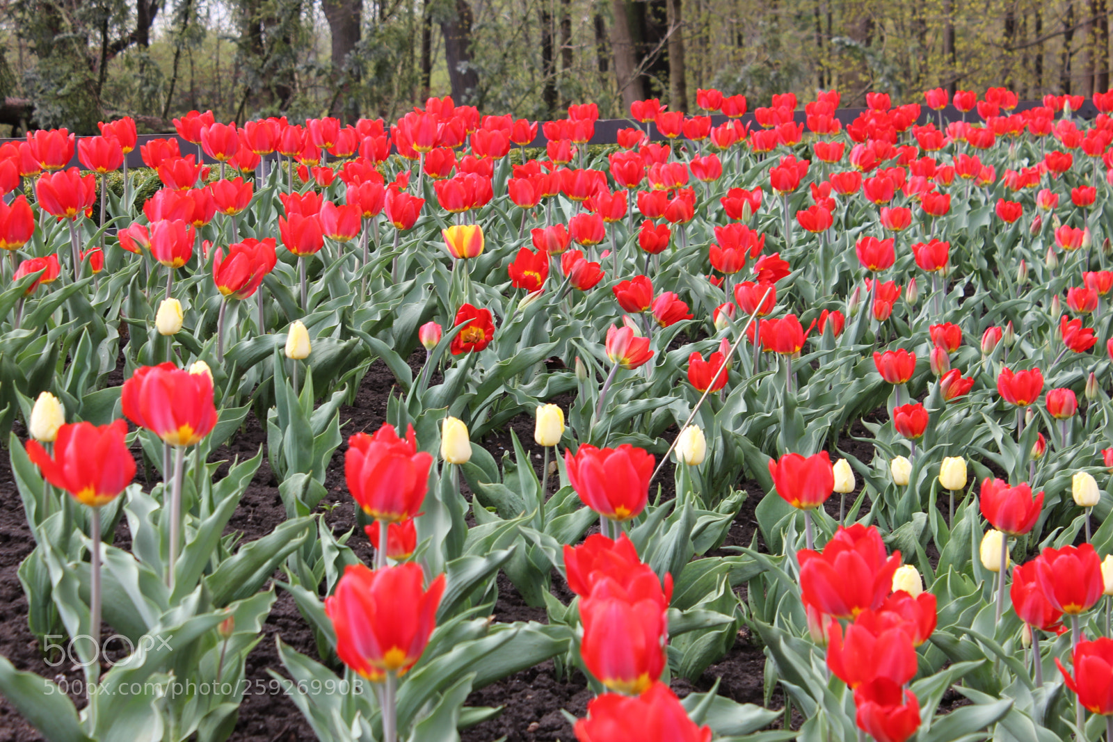 Canon EOS 550D (EOS Rebel T2i / EOS Kiss X4) sample photo. Tulips edward's gardens toronto photography
