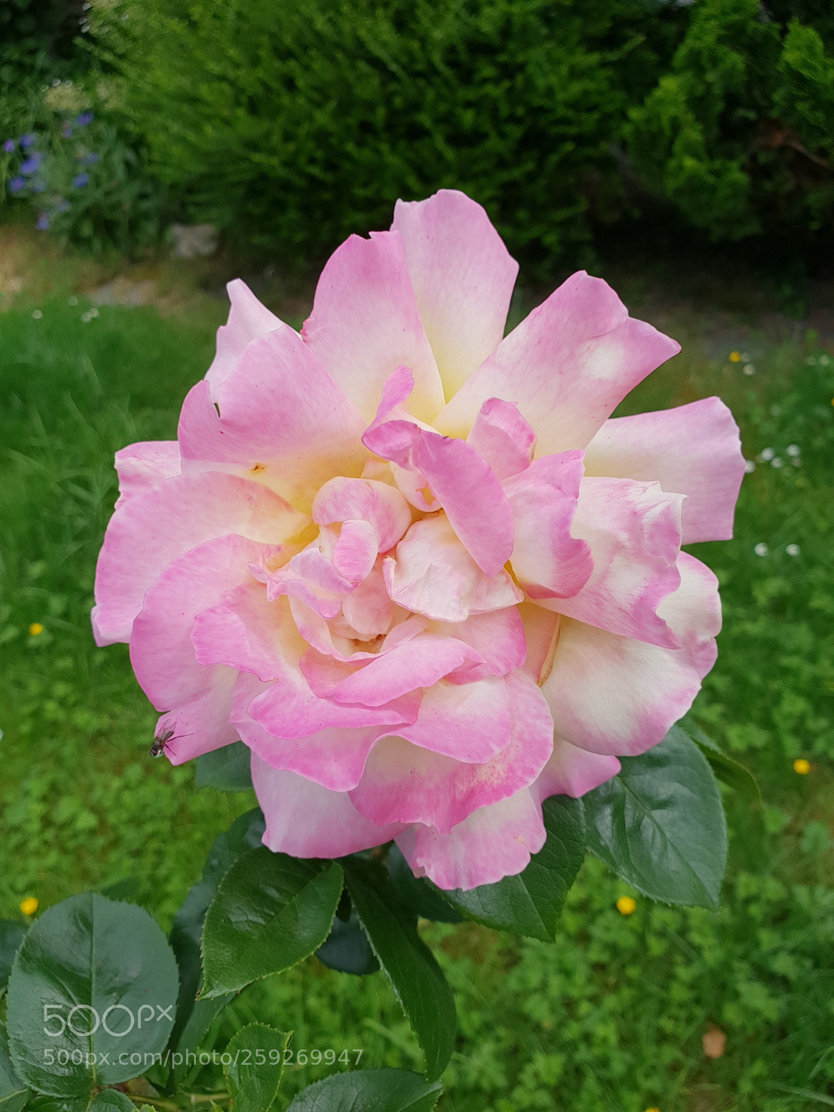 Samsung Galaxy S9+ sample photo. Untitled photography