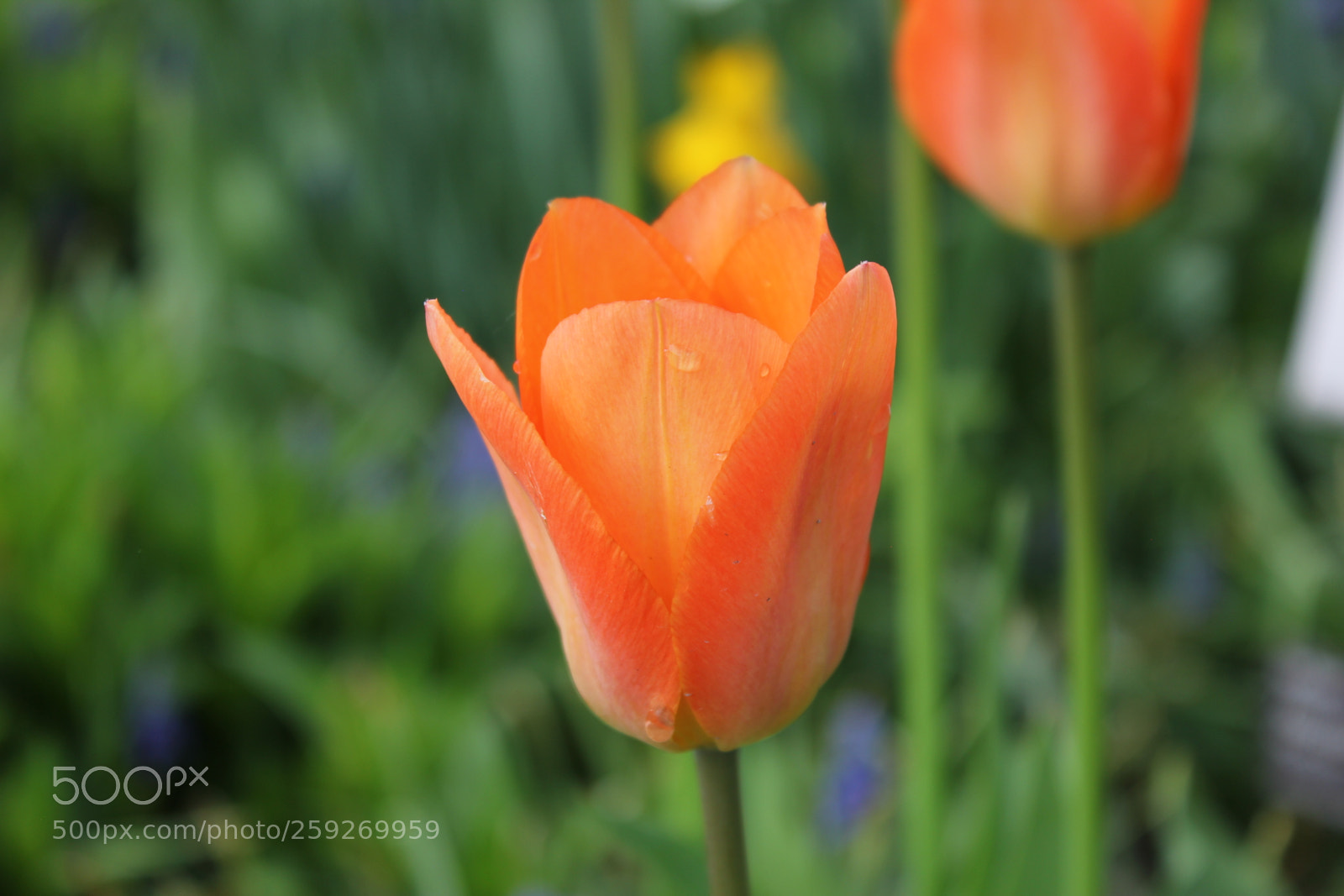 Canon EOS 550D (EOS Rebel T2i / EOS Kiss X4) sample photo. Tulips edward's gardens toronto photography