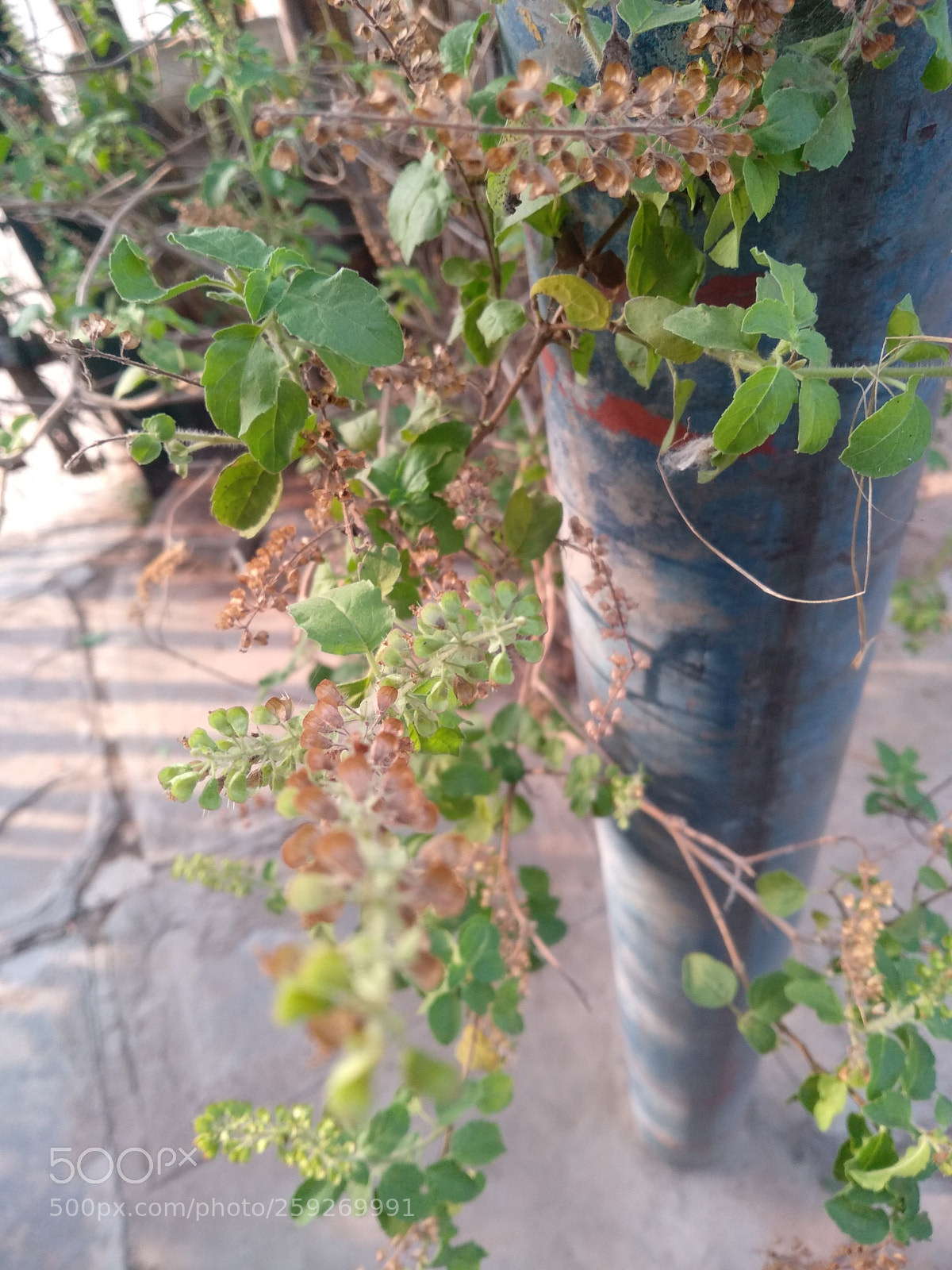 Xiaomi Redmi Note 5 sample photo. Untitled photography