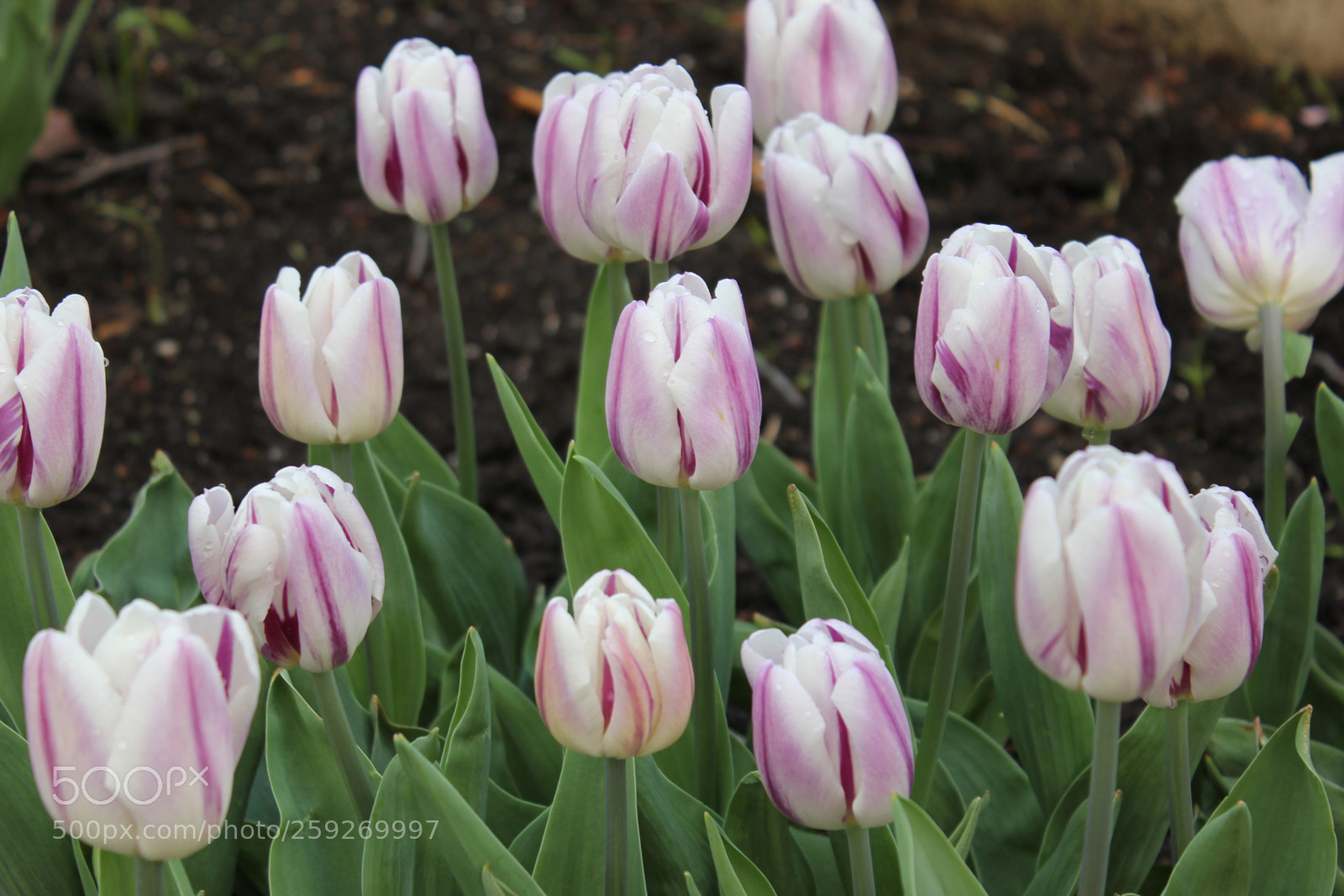 Canon EOS 550D (EOS Rebel T2i / EOS Kiss X4) sample photo. Tulips edward's gardens toronto photography