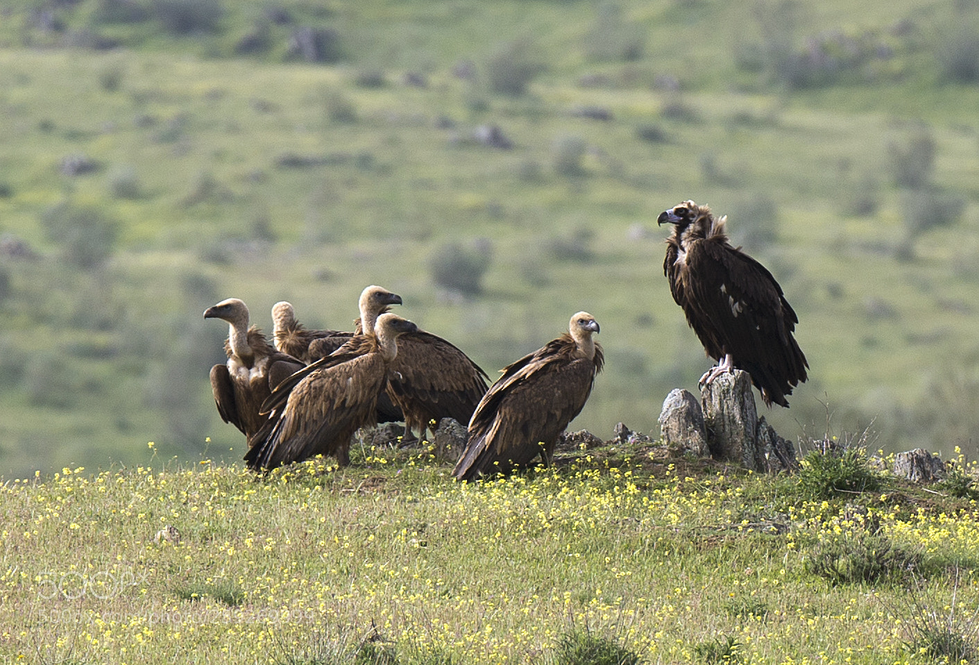 Canon EOS-1D X sample photo. Cinereous vulture and his photography