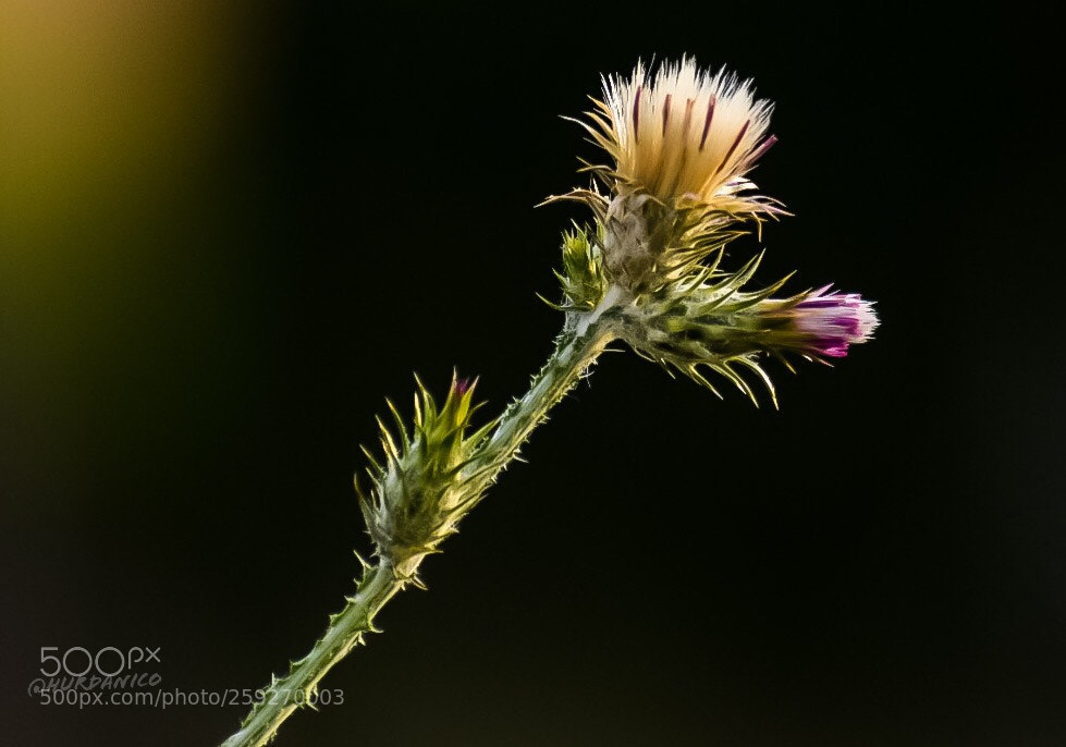 Nikon D5300 sample photo. Result photography