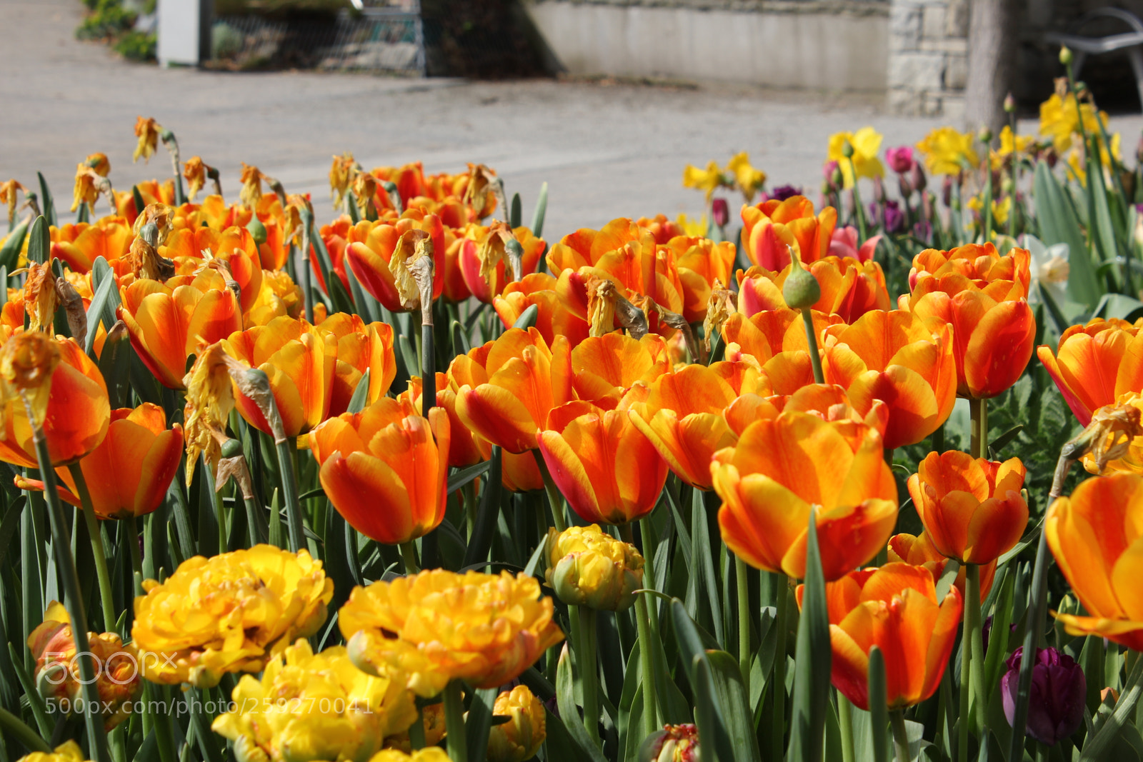 Canon EOS 550D (EOS Rebel T2i / EOS Kiss X4) sample photo. Tulips edward's gardens toronto photography