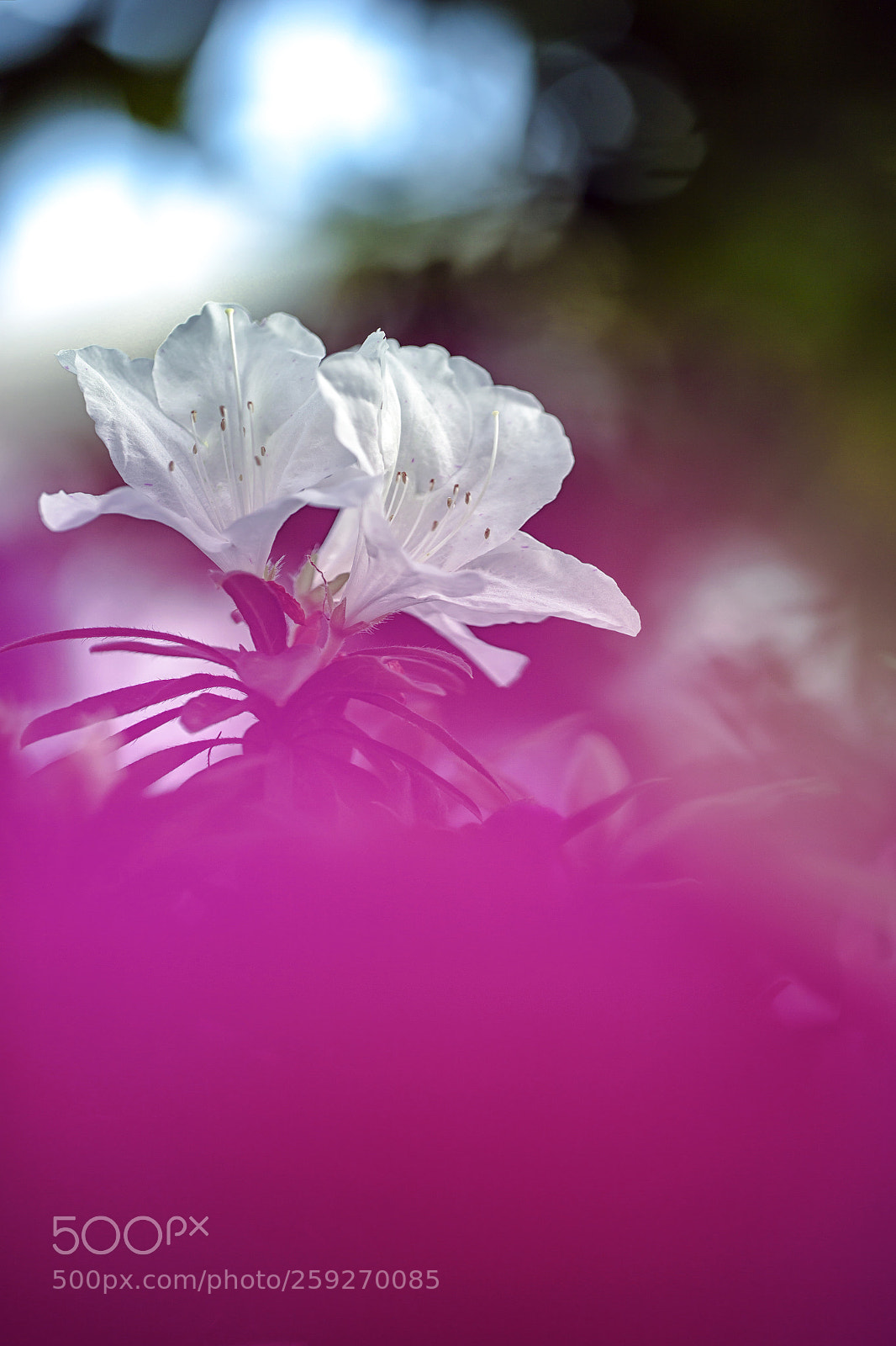 Canon EOS 6D sample photo. Azalea xii photography
