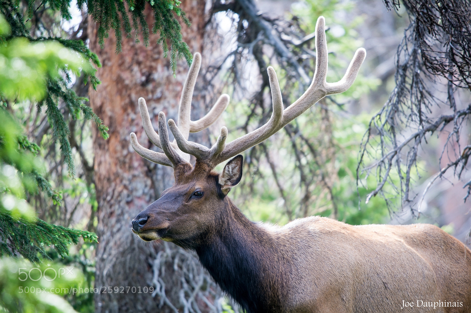 Nikon D7100 sample photo. Bull elk up close photography
