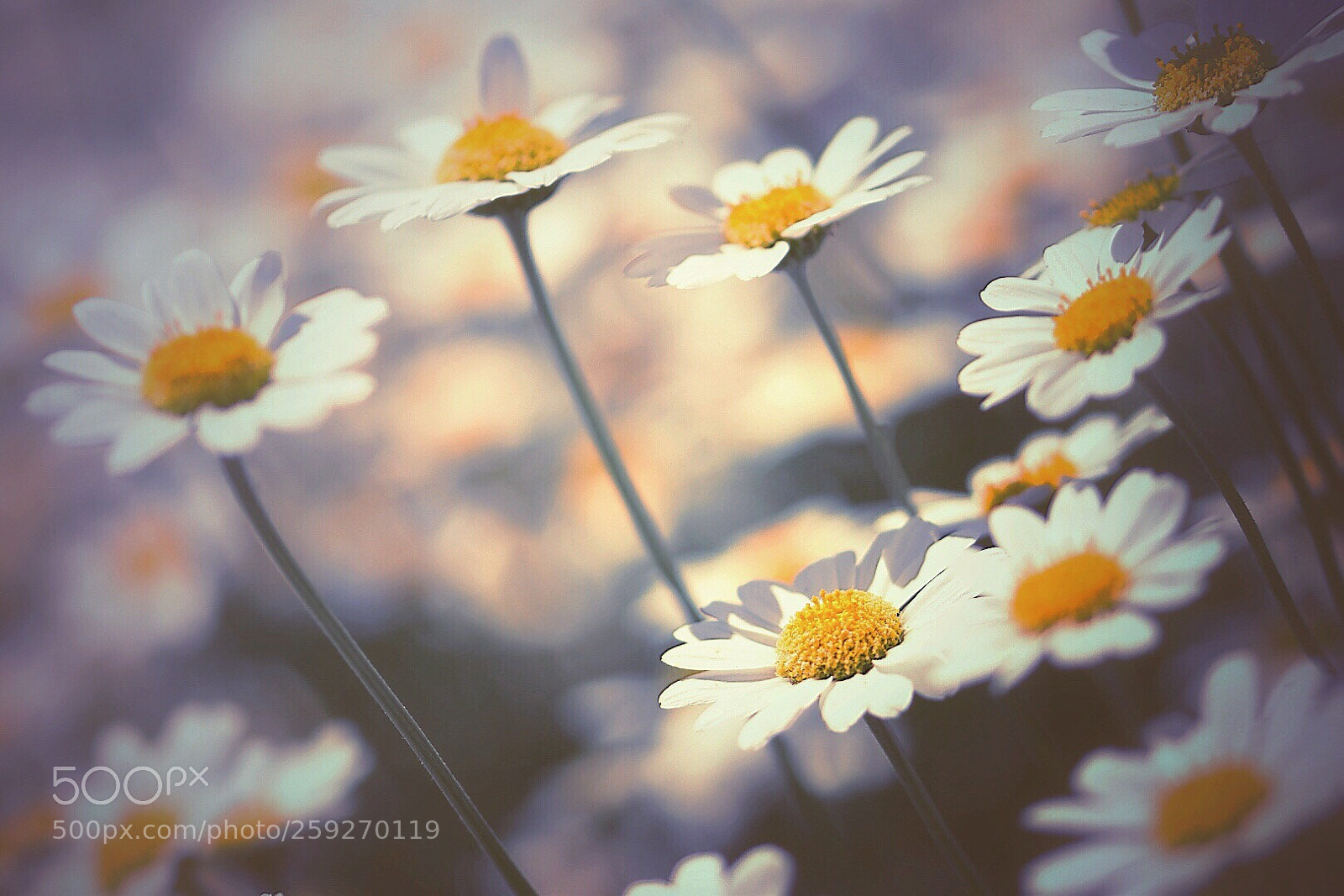 Nikon D5600 sample photo. Moody daisies  photography