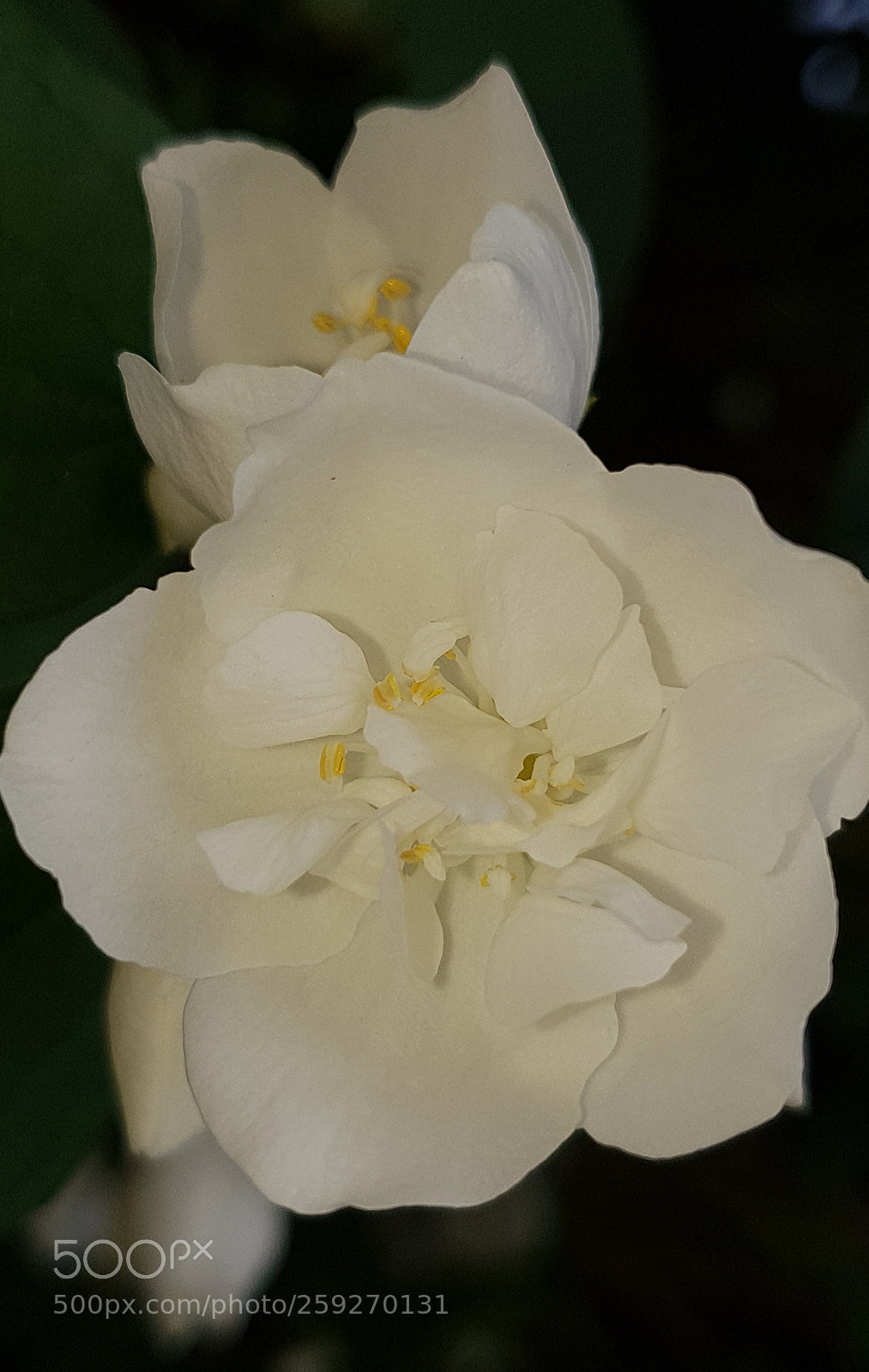 Samsung Galaxy S9+ sample photo. Untitled photography