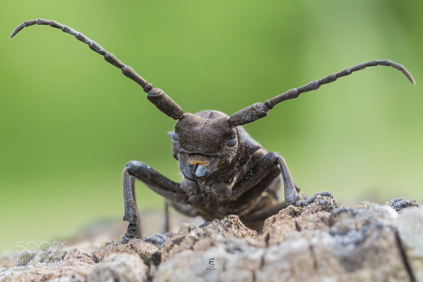 Canon EOS 700D (EOS Rebel T5i / EOS Kiss X7i) sample photo. Herophila tristis photography