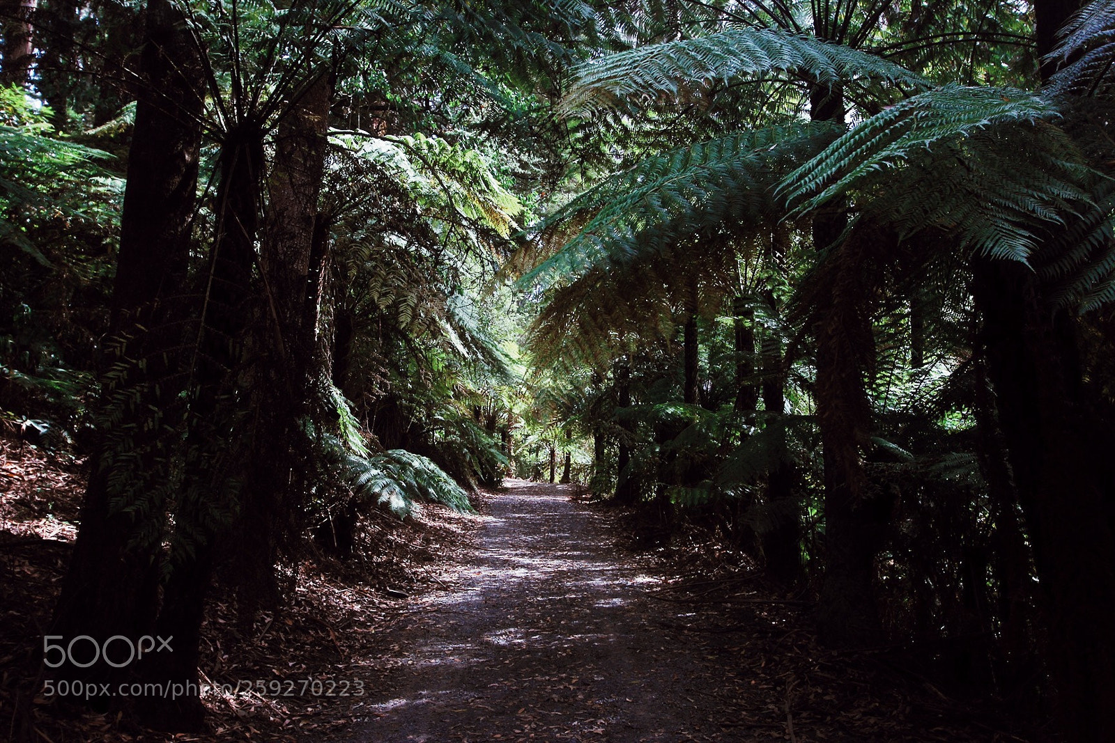 Canon EOS 550D (EOS Rebel T2i / EOS Kiss X4) sample photo. Through the canopy photography