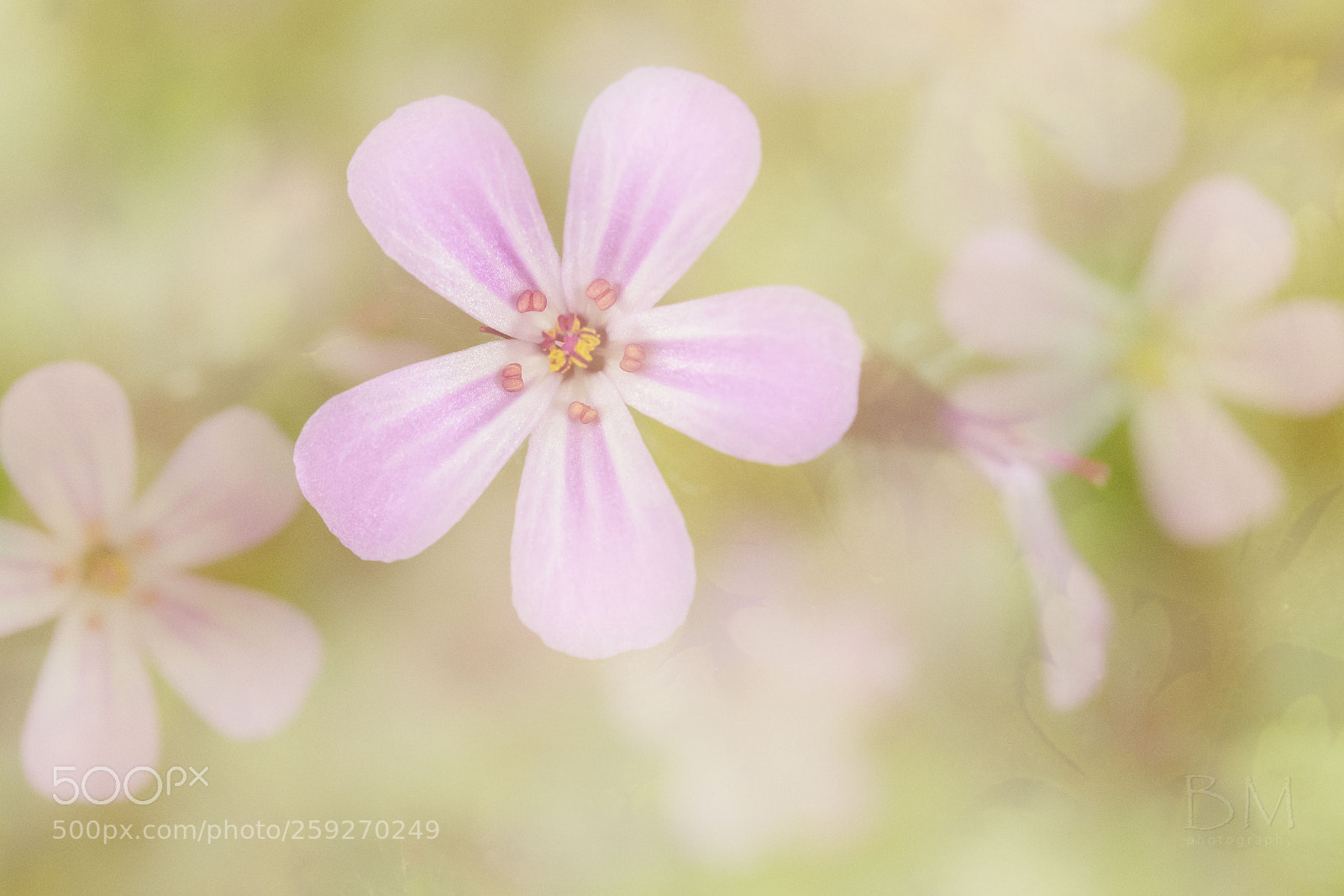 Canon EOS 7D Mark II sample photo. Hallucination (pink) photography