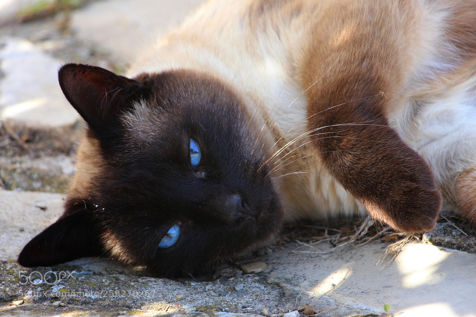 Canon EOS 700D (EOS Rebel T5i / EOS Kiss X7i) sample photo. Cookies photography