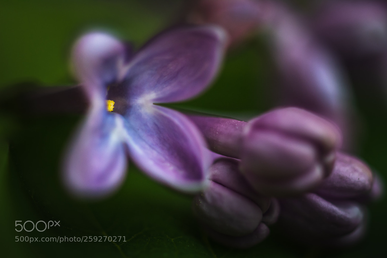 Nikon D7100 sample photo. Lilac photography