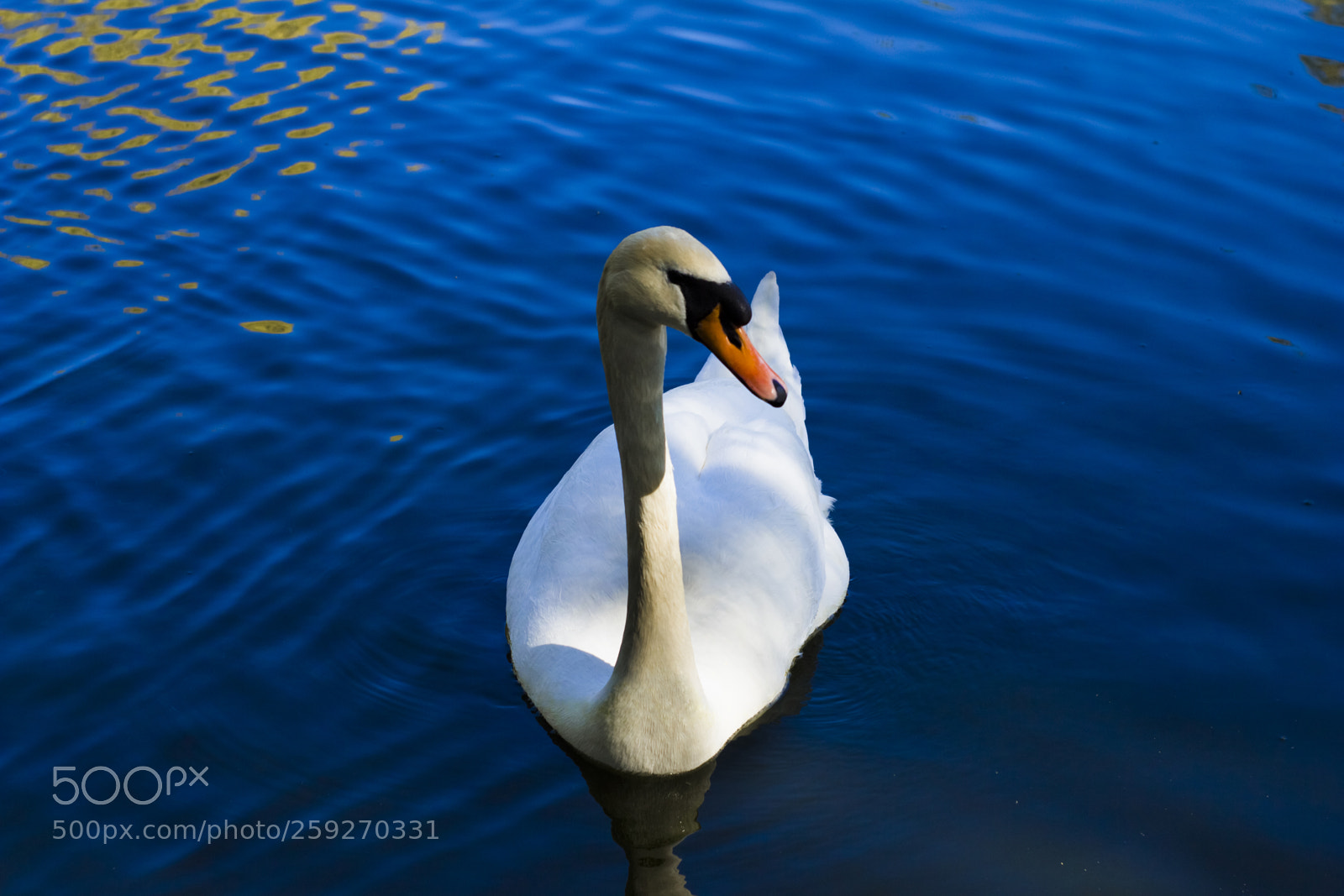Canon EOS 650D (EOS Rebel T4i / EOS Kiss X6i) sample photo. Swan on the lake photography
