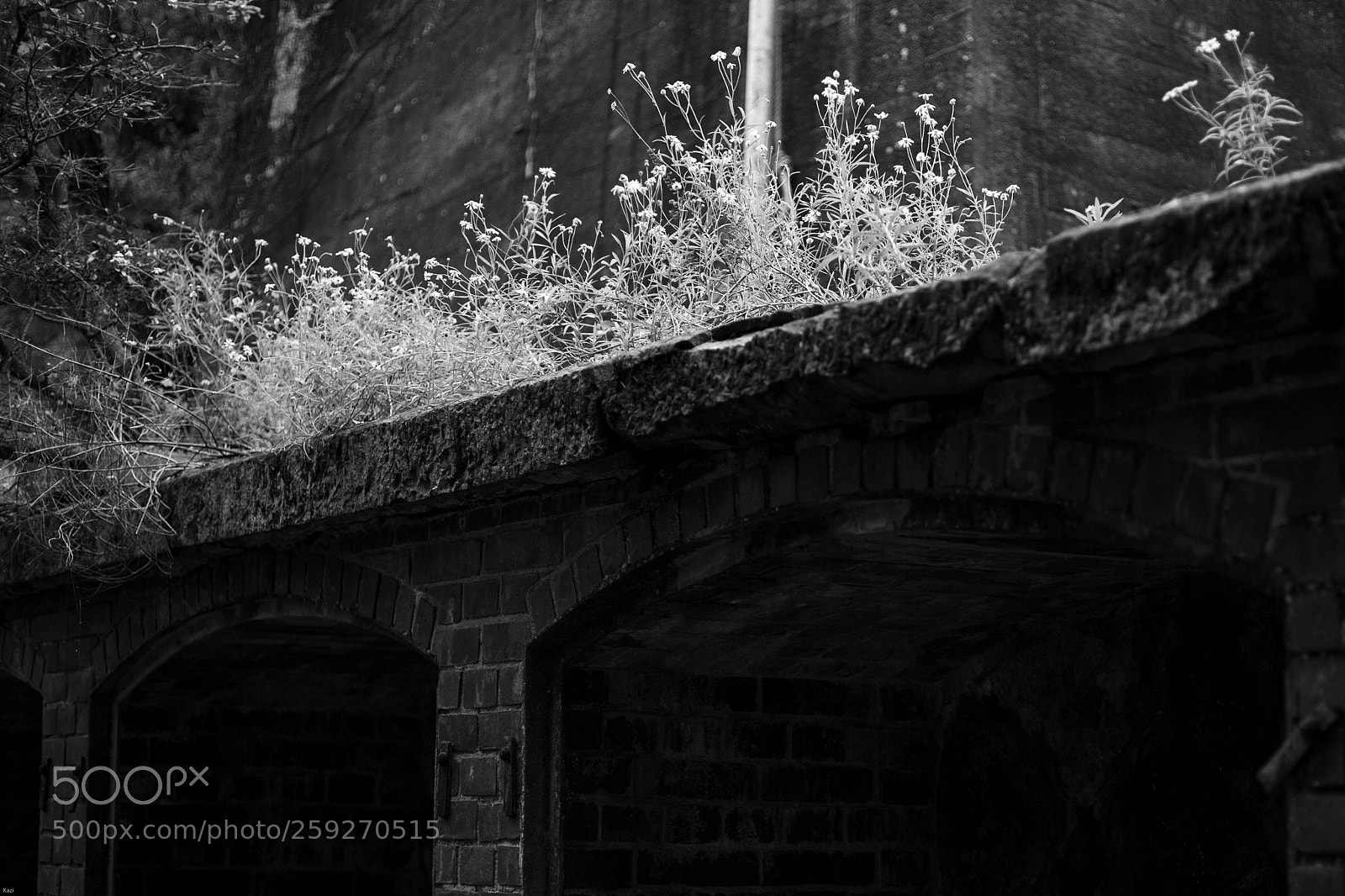 Canon EOS-1D X sample photo. Ruins and plants photography