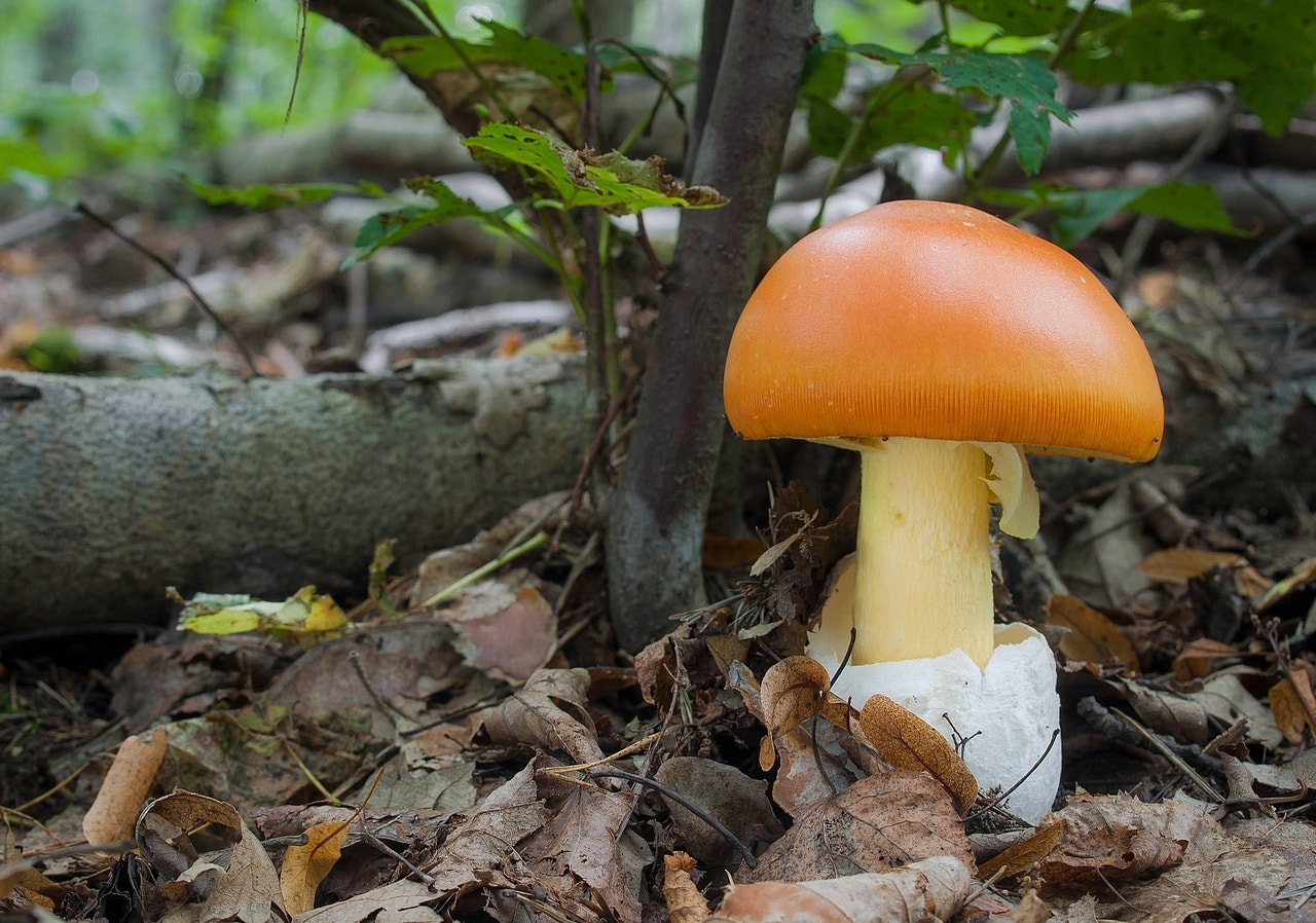 Olympus E-330 (EVOLT E-330) sample photo. Amanita caesarea ( caesar´s mushroom) photography