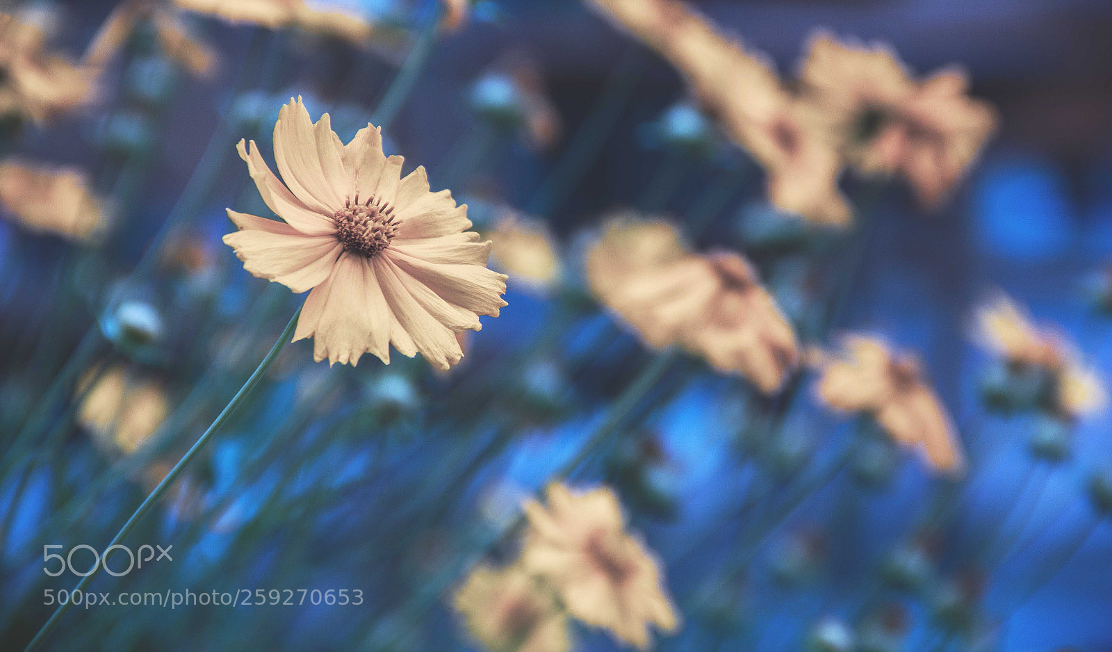 Canon EOS 60D sample photo. Summer flower photography
