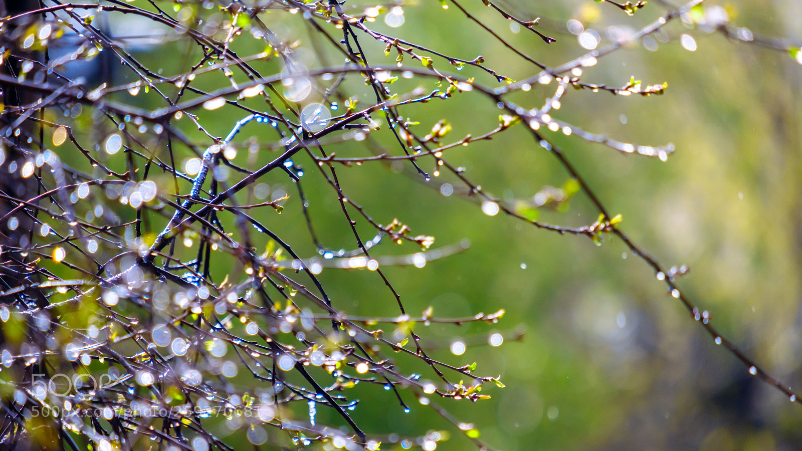 Fujifilm X-T2 sample photo. Wet tree branches with photography