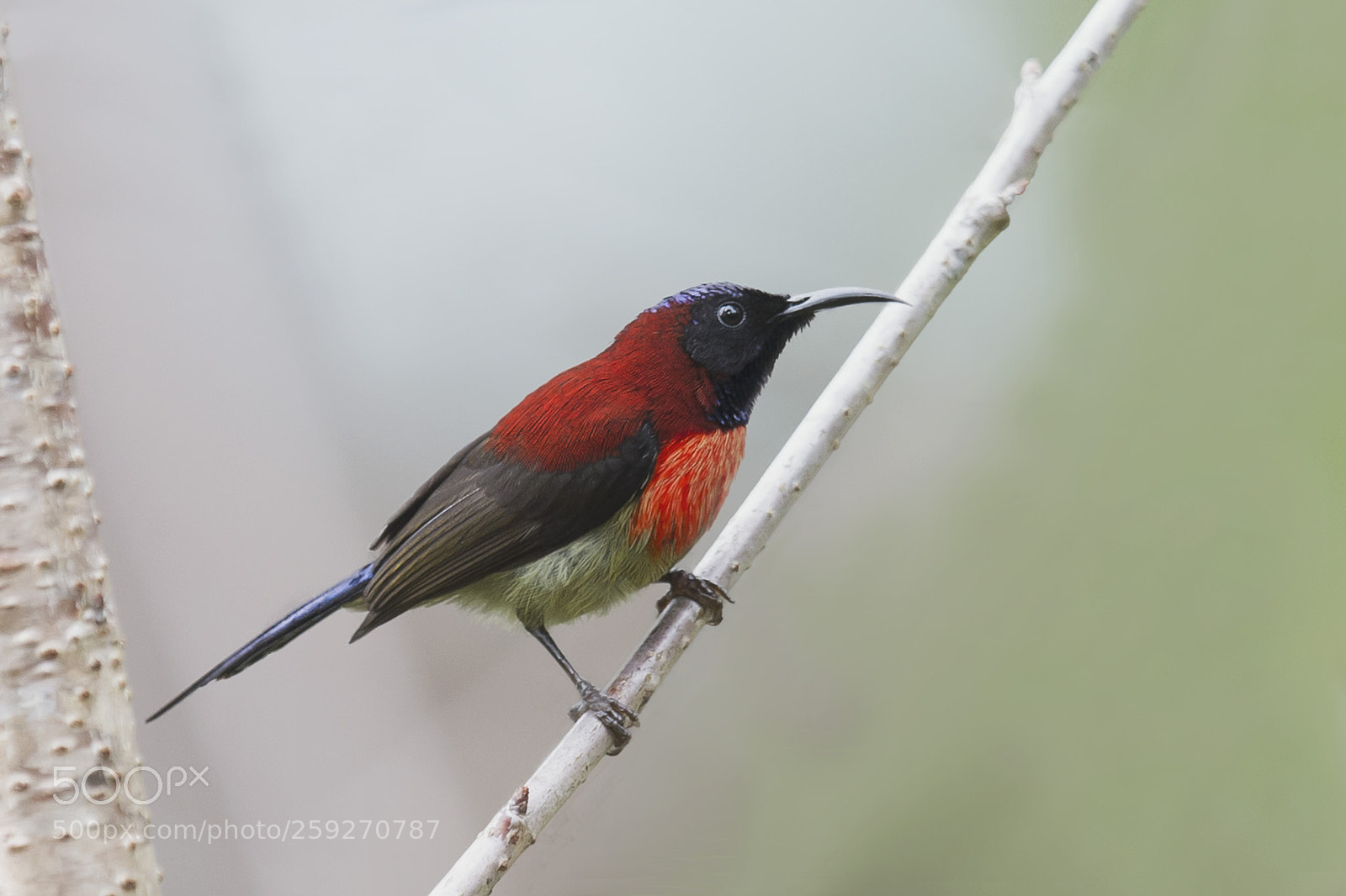 Nikon D4 sample photo. Black throated sunbird photography