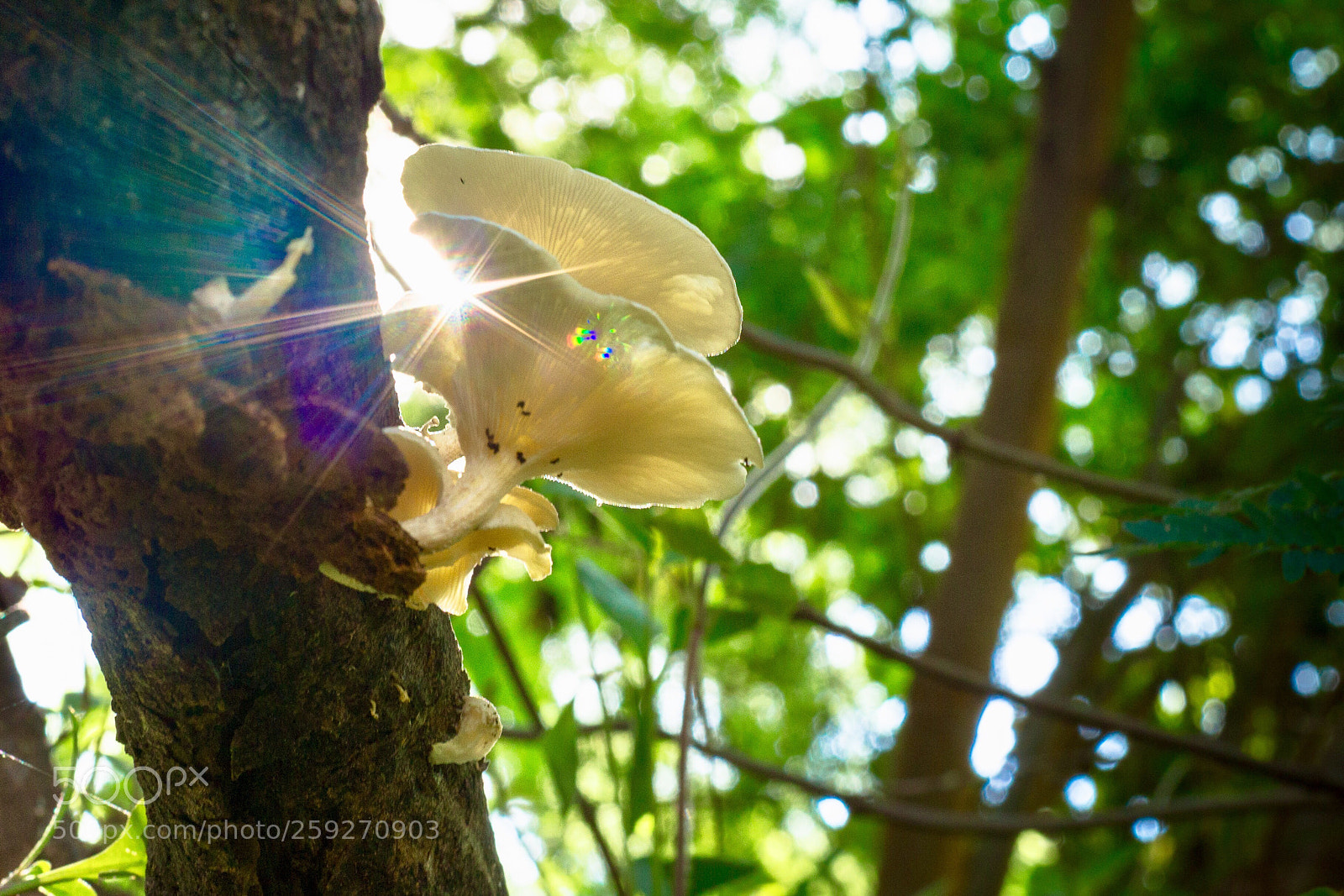Canon EOS 6D sample photo. Mushroom photography