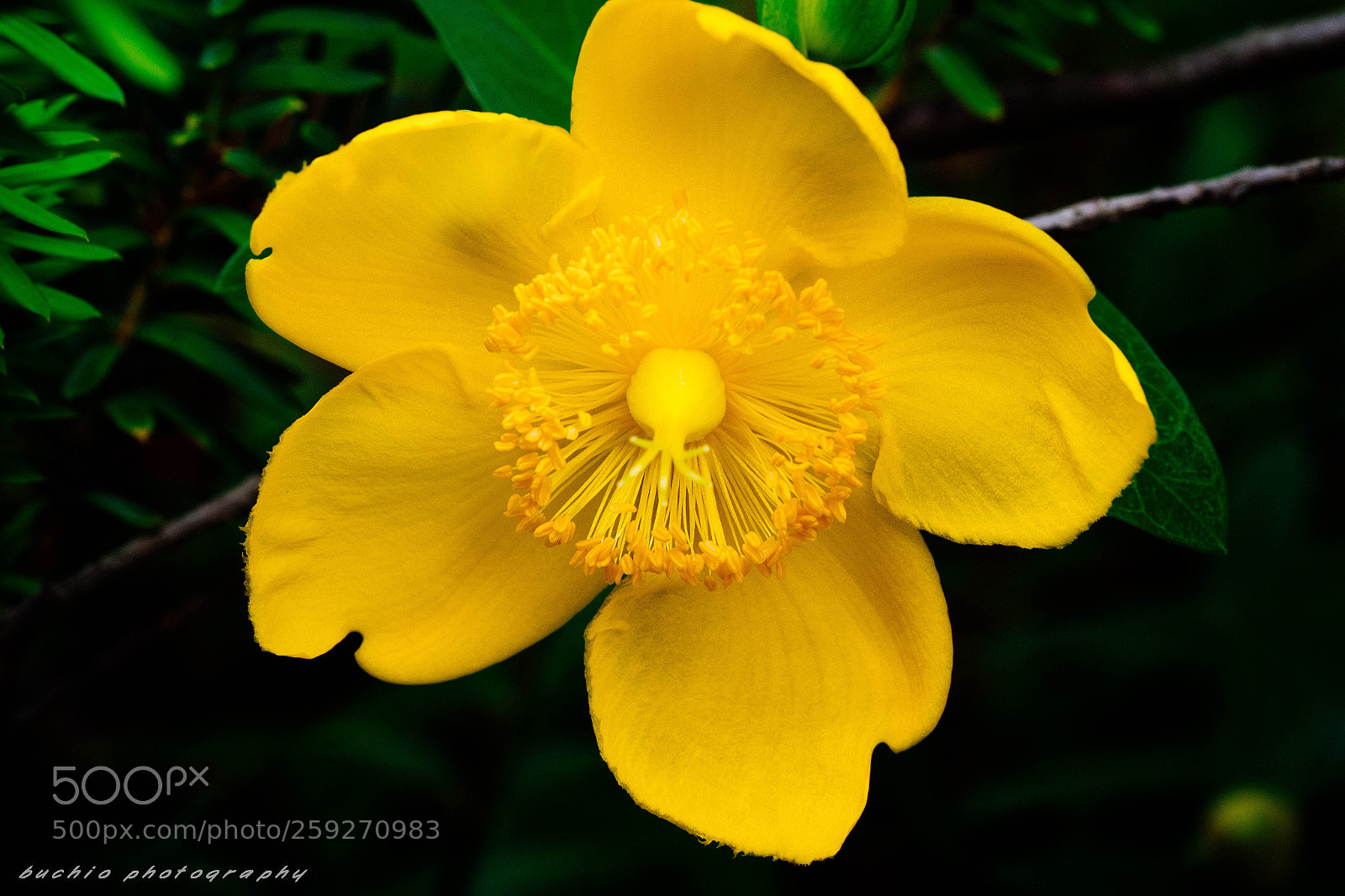 Olympus OM-D E-M1 Mark II sample photo. Hypericum photography