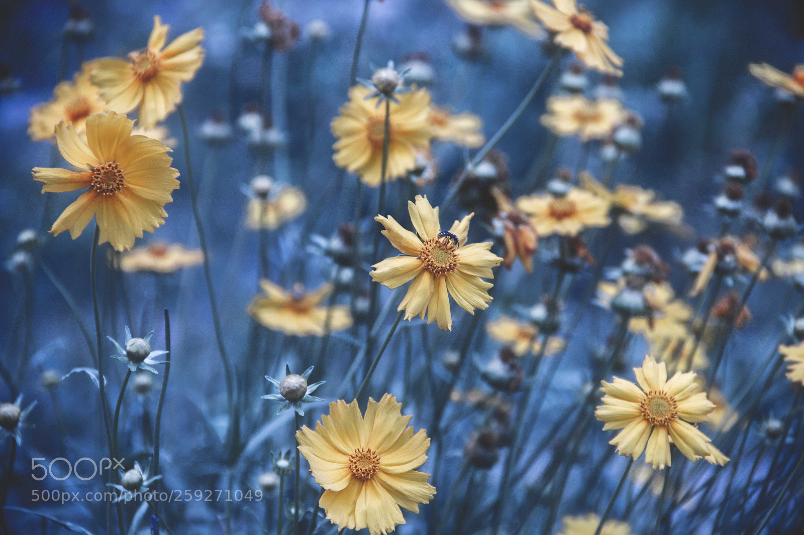 Canon EOS 60D sample photo. Summer flower photography