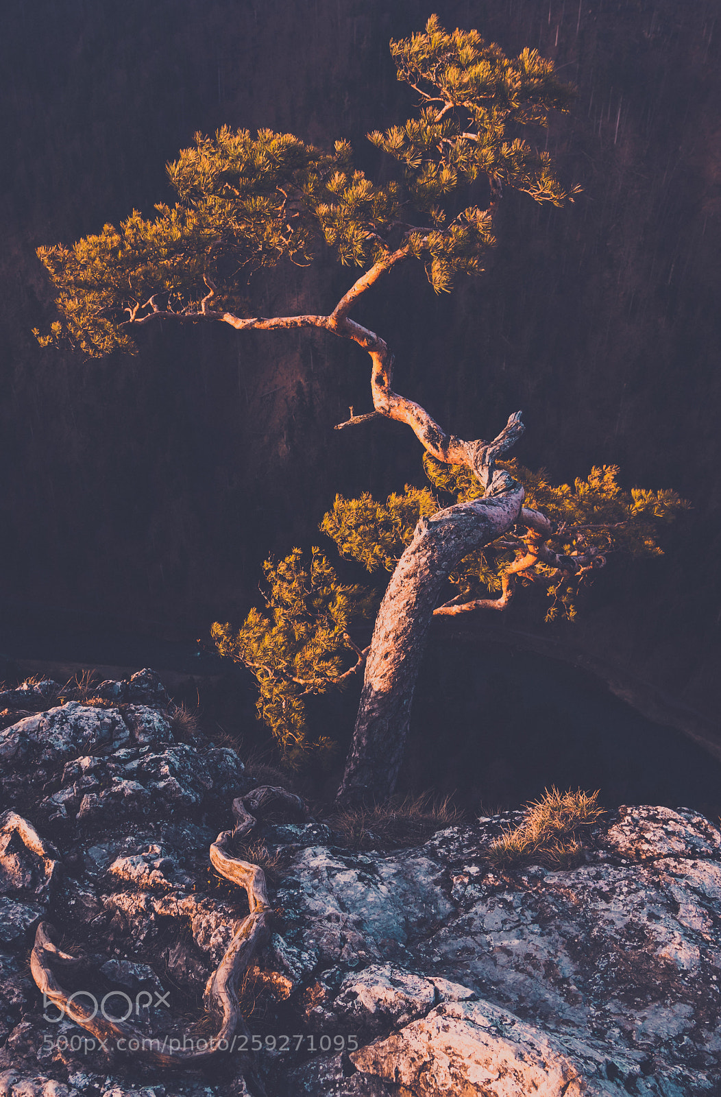 Canon EOS 80D sample photo. Lonely pine photography