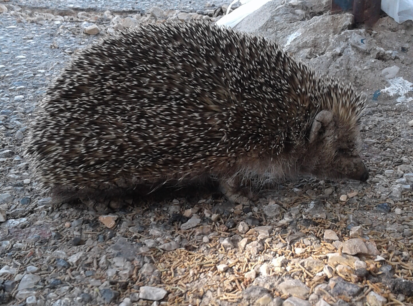 Samsung Galaxy J1 sample photo. The hedgehog! photography