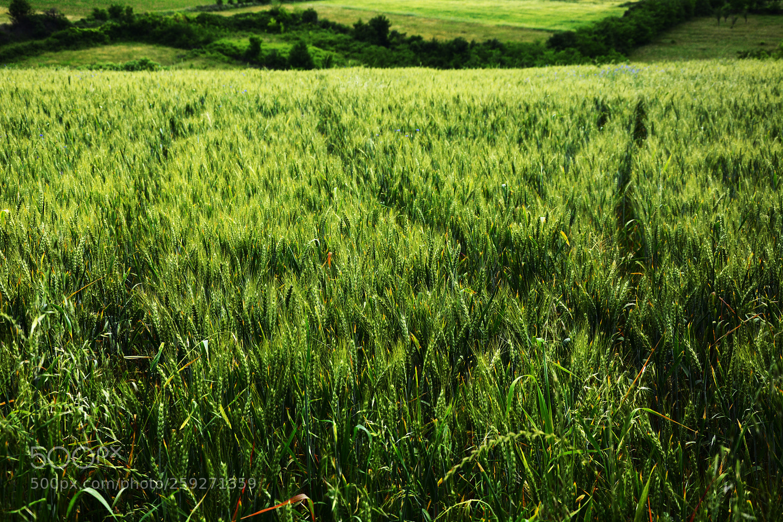 Nikon D7100 sample photo. Field grain photography