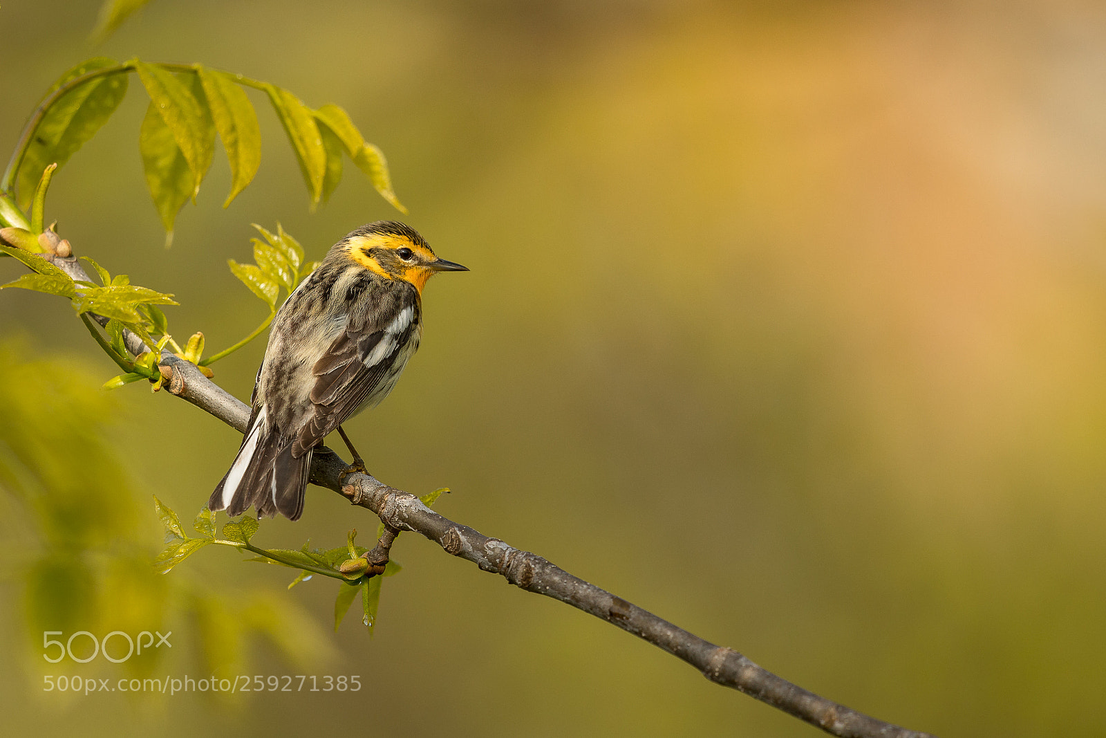 Canon EOS 5D Mark IV sample photo. Female blackburnian warbler photography