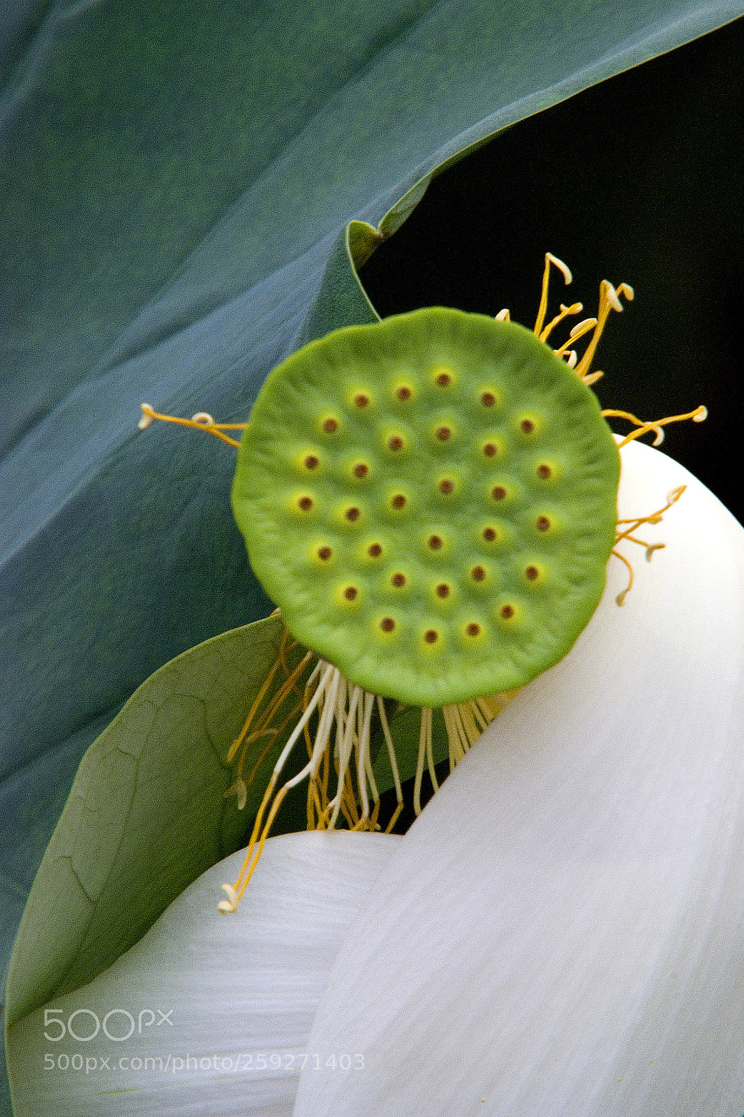 Nikon D80 sample photo. White lotus photography