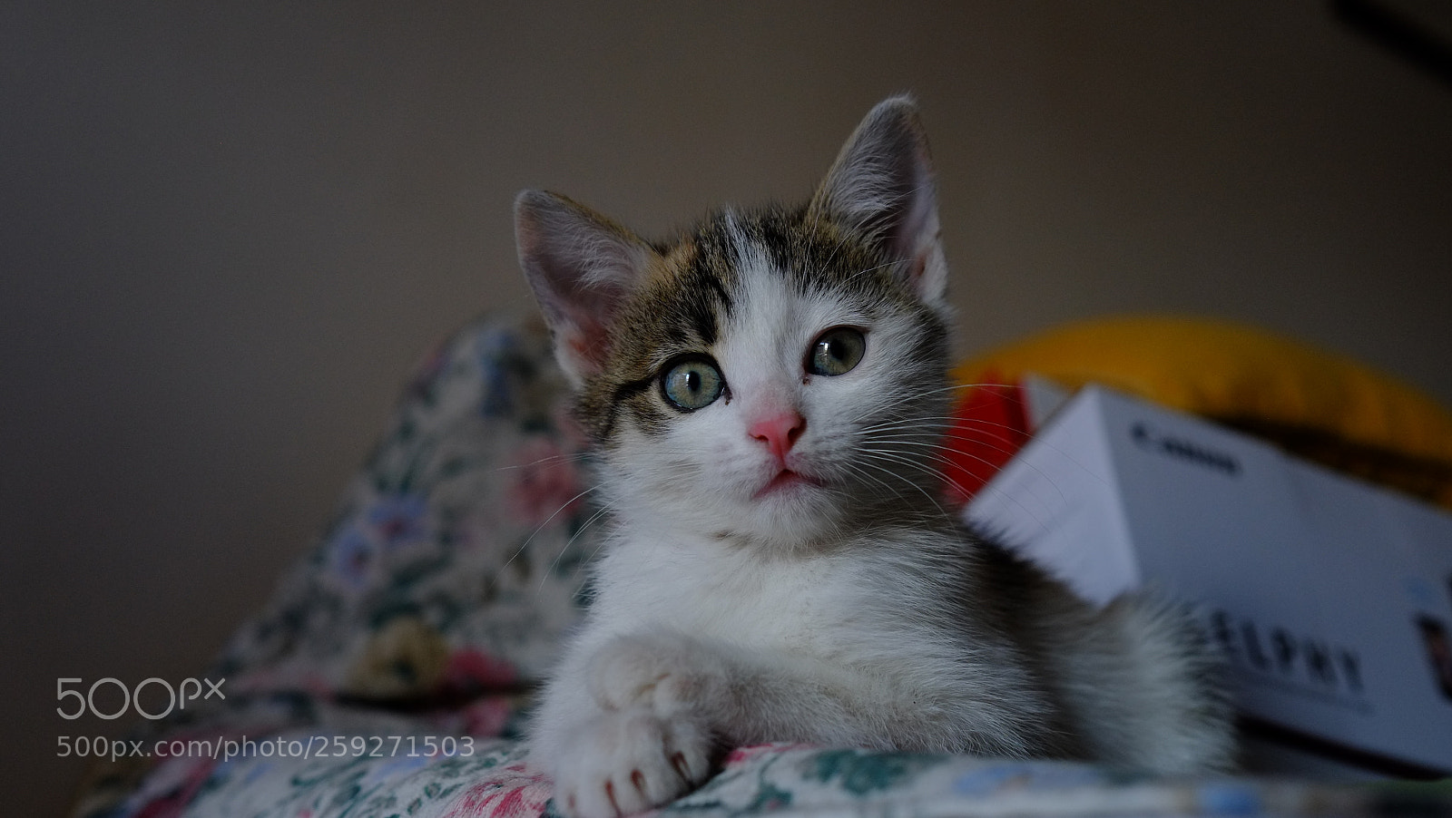 Fujifilm X-E1 sample photo. Ariel photography