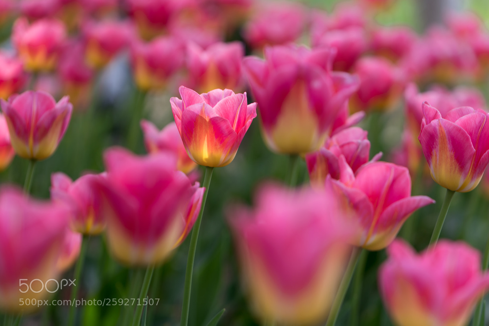 Nikon D750 sample photo. 8178 photography