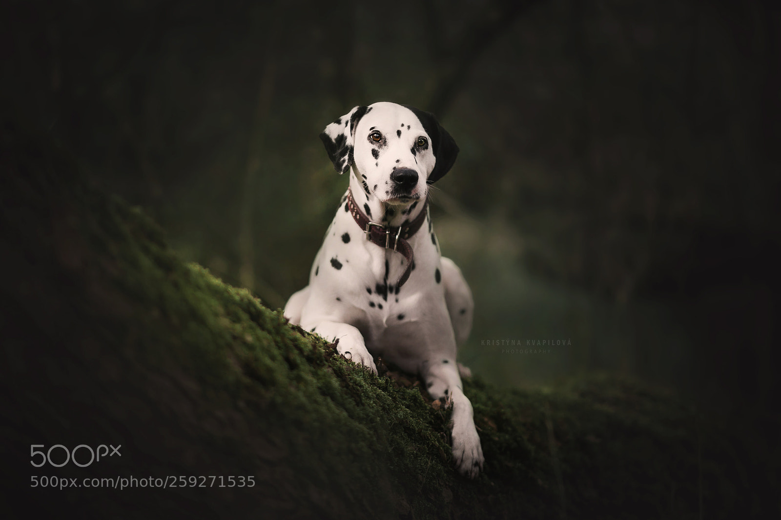 Canon EOS 5D Mark IV sample photo. Lost dots photography