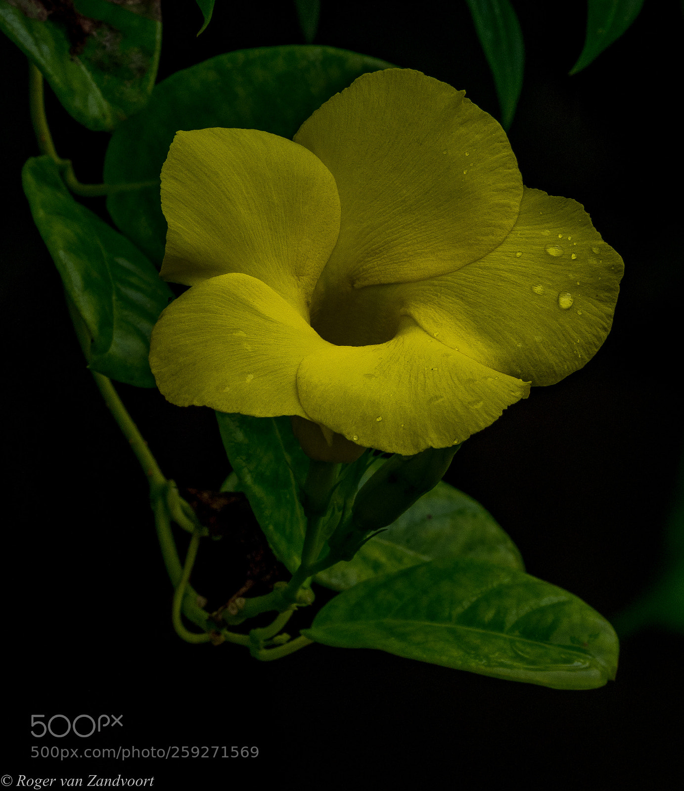 Olympus OM-D E-M1 Mark II sample photo. Yellow jasmine photography